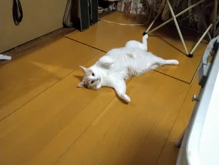 🐾【飯塚市｜猫のちびちゃんの訪問火葬】🌸