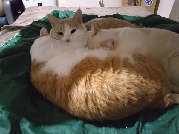 🐾【飯塚市｜猫のちびちゃんの訪問火葬】🌸