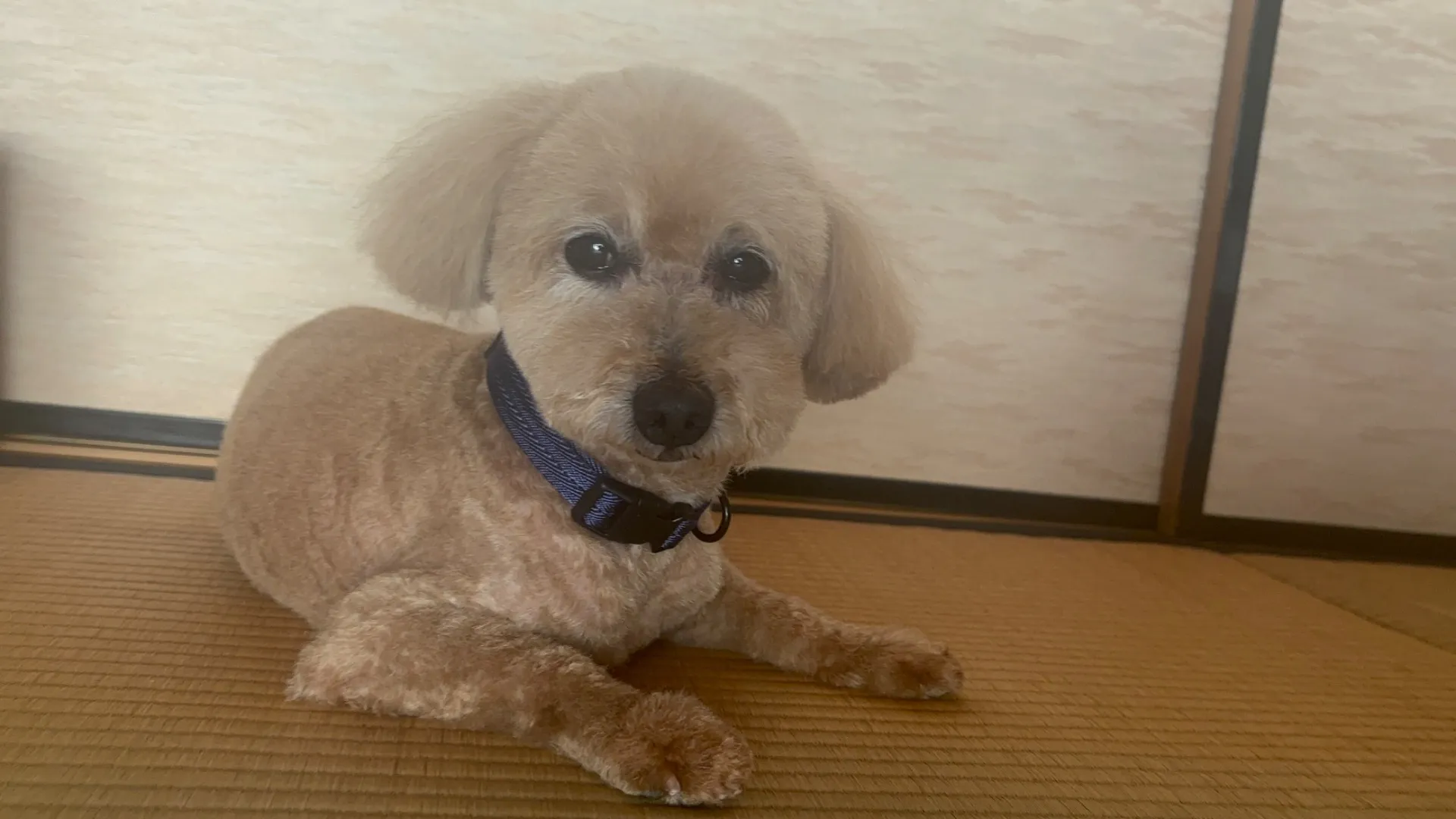 飯塚市で愛犬・愛猫のペット葬儀を。口コミで「満足でした」と評判の丁寧なペット火葬