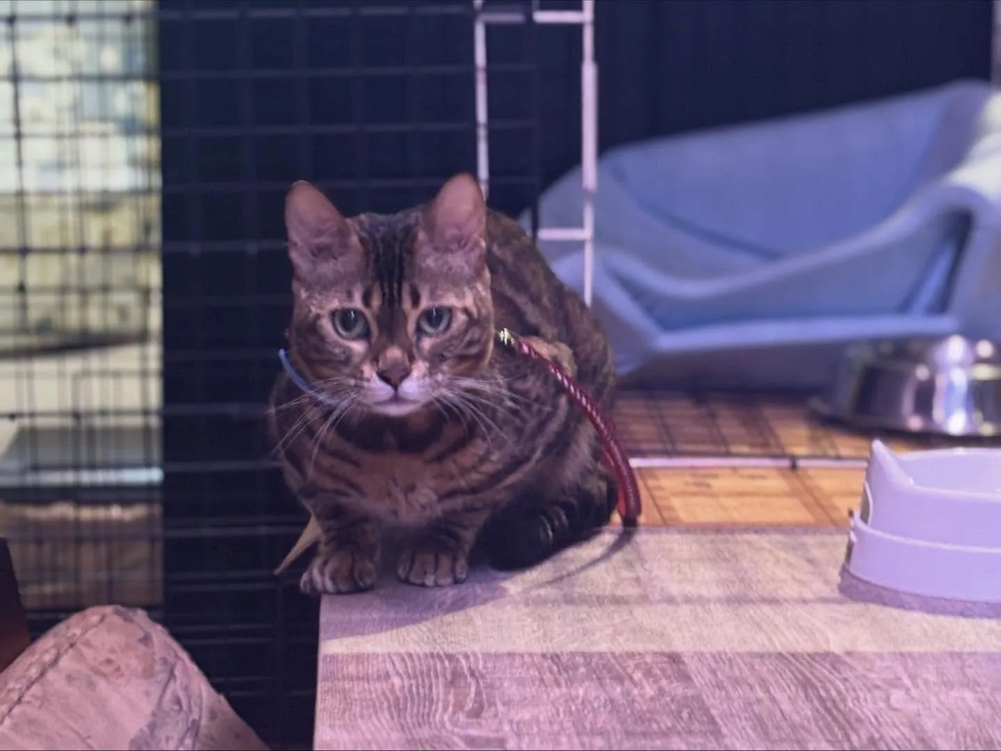 🐾チラシ設置店のご紹介🐾
