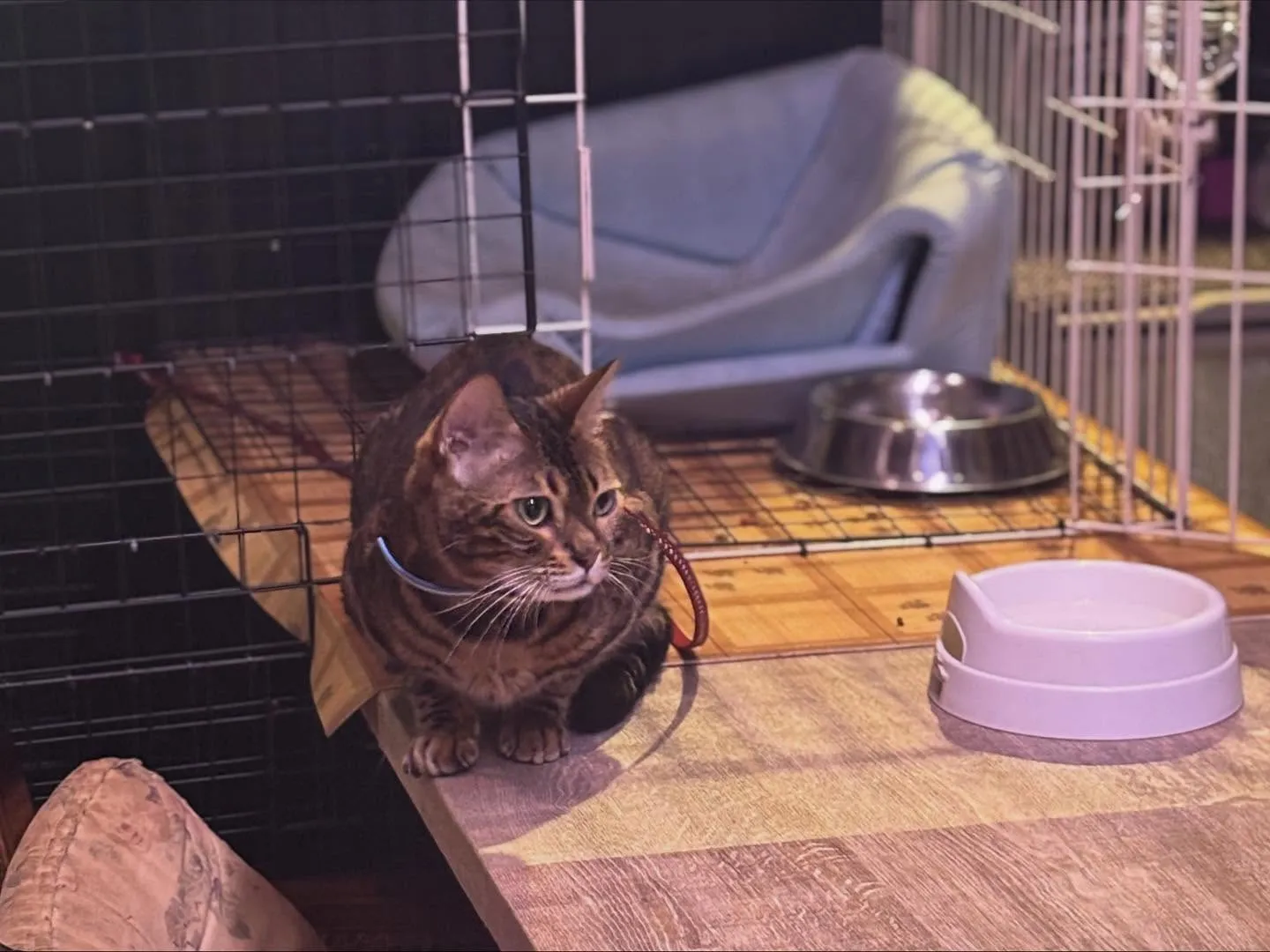 🐾チラシ設置店のご紹介🐾
