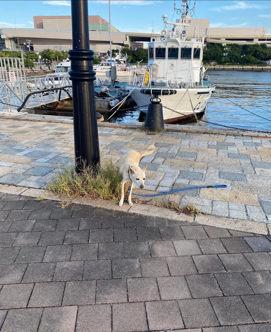 【🐶福岡市｜犬のうみちゃんのお見送り🌸】 