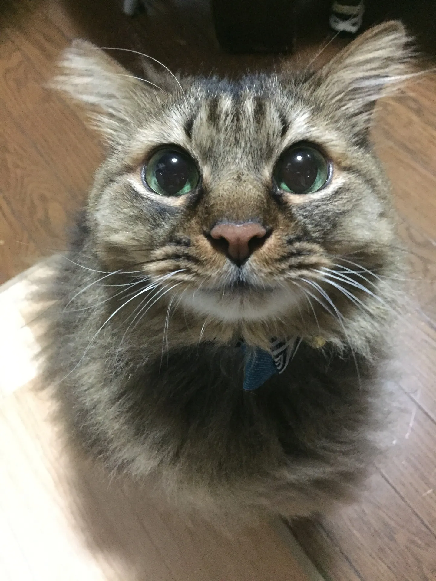 福岡でペット火葬をお考えの方へ｜自宅で亡くなった際の安置と正しいお見送り方