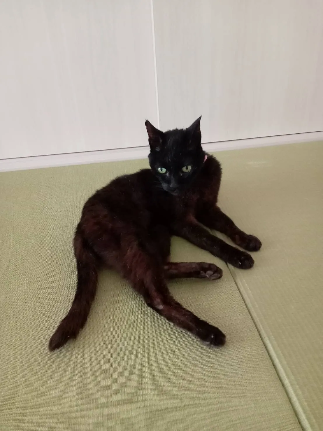 小竹町のチョムちゃん②