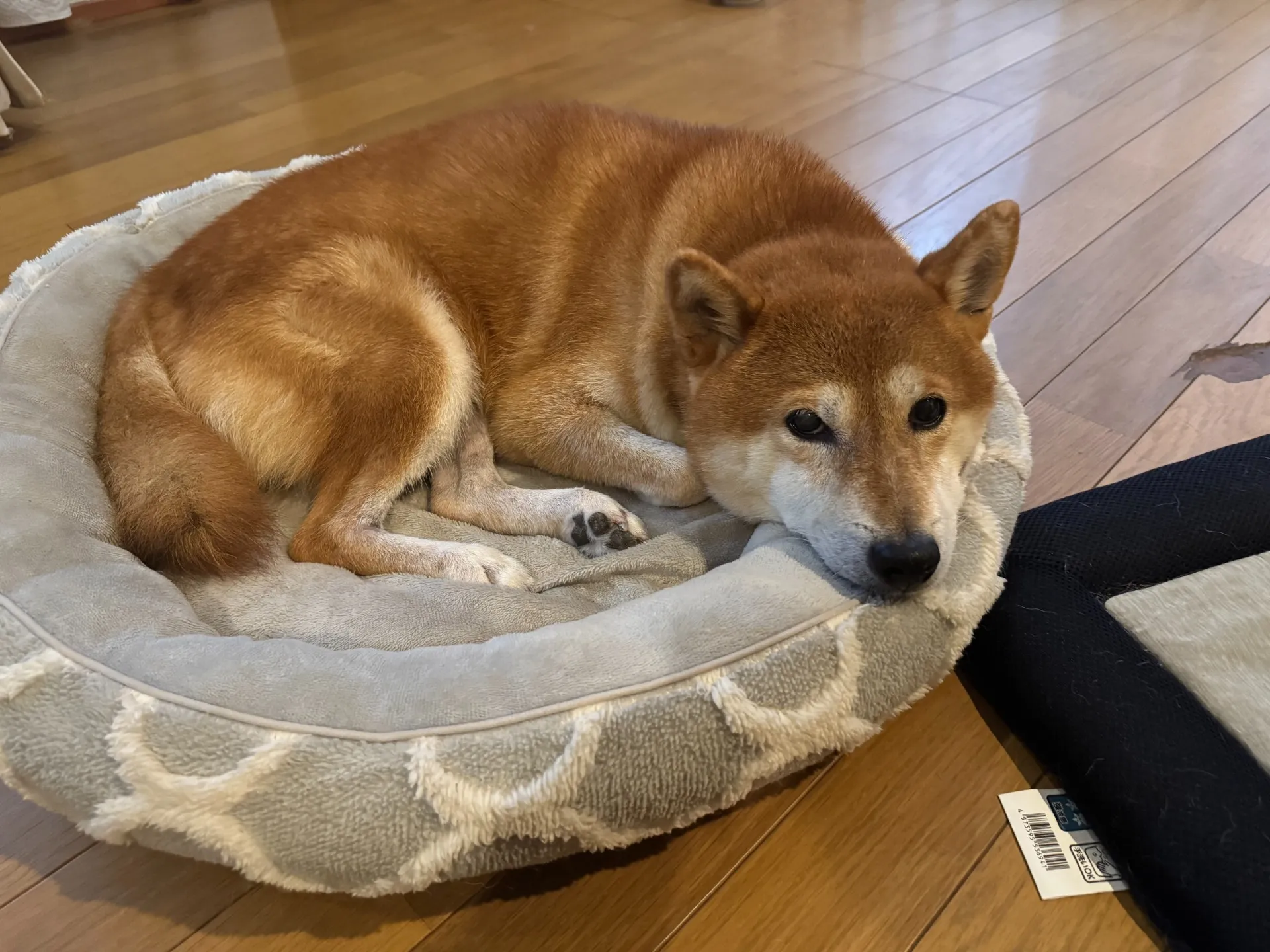 八幡西区のまめすけくん③