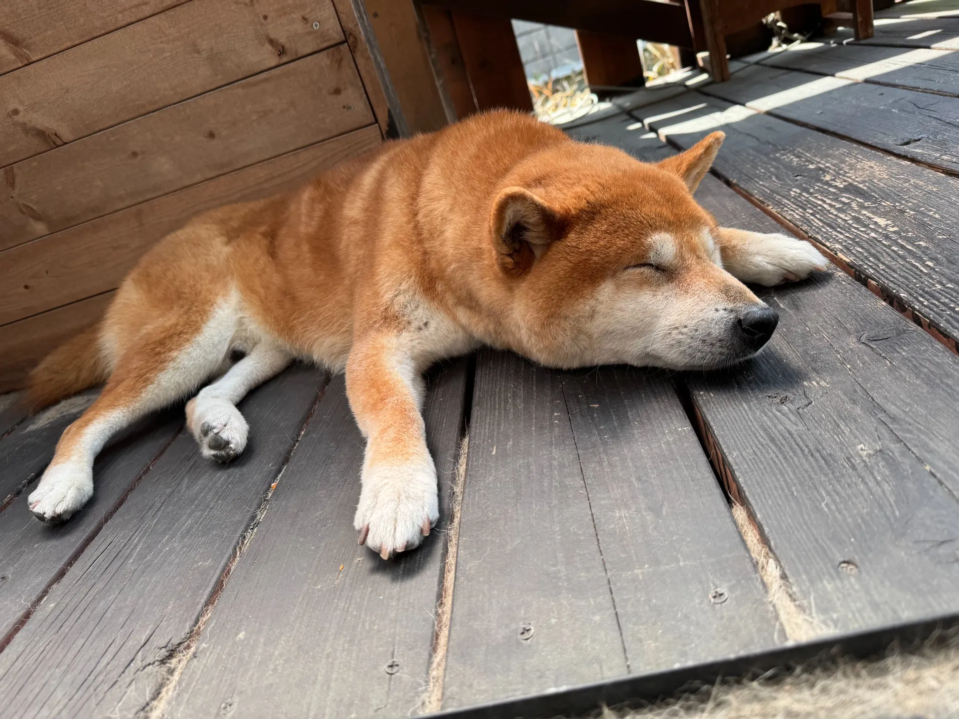 八幡西区のまめすけくん②