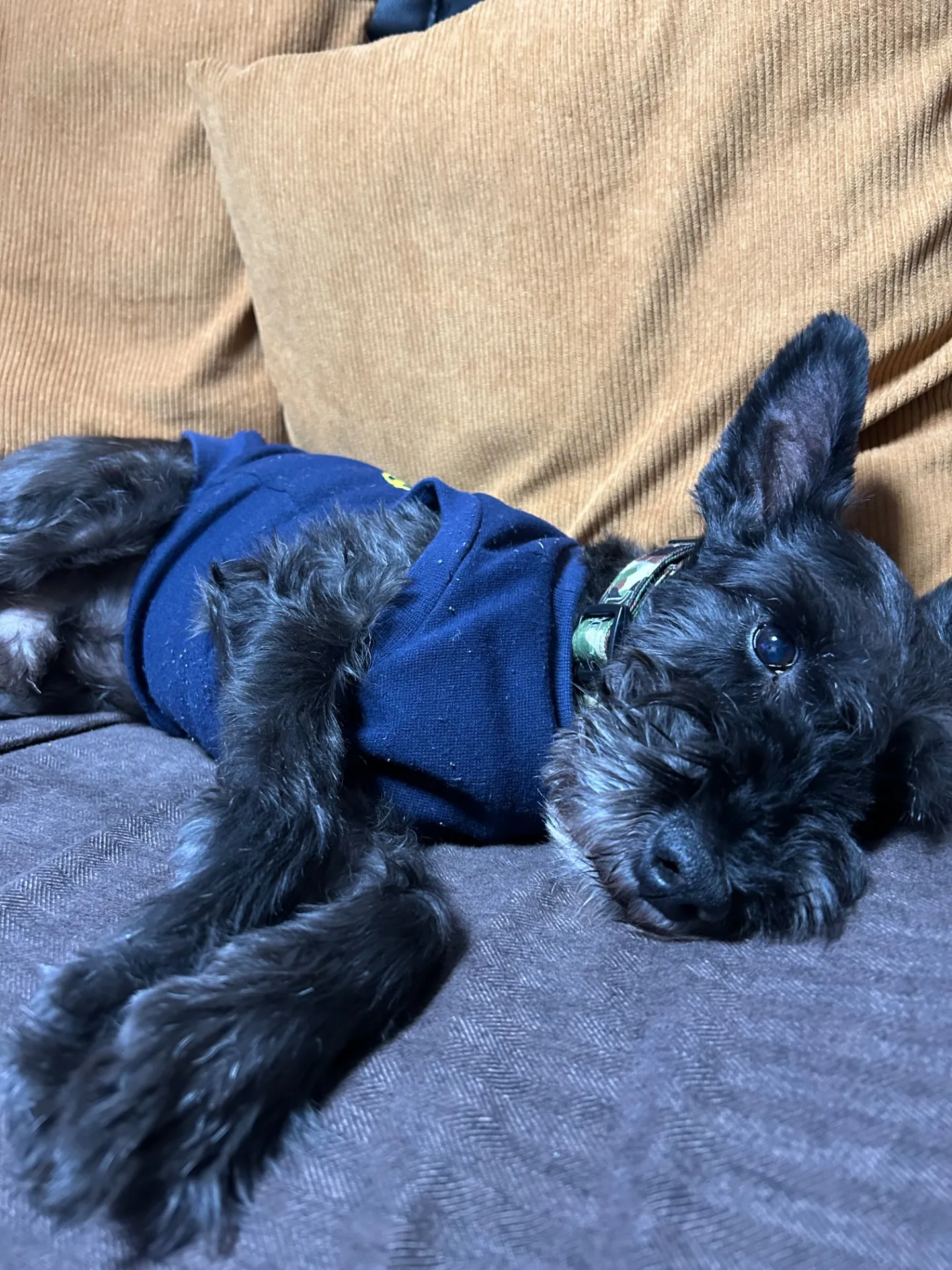 宮若市のロイくん②