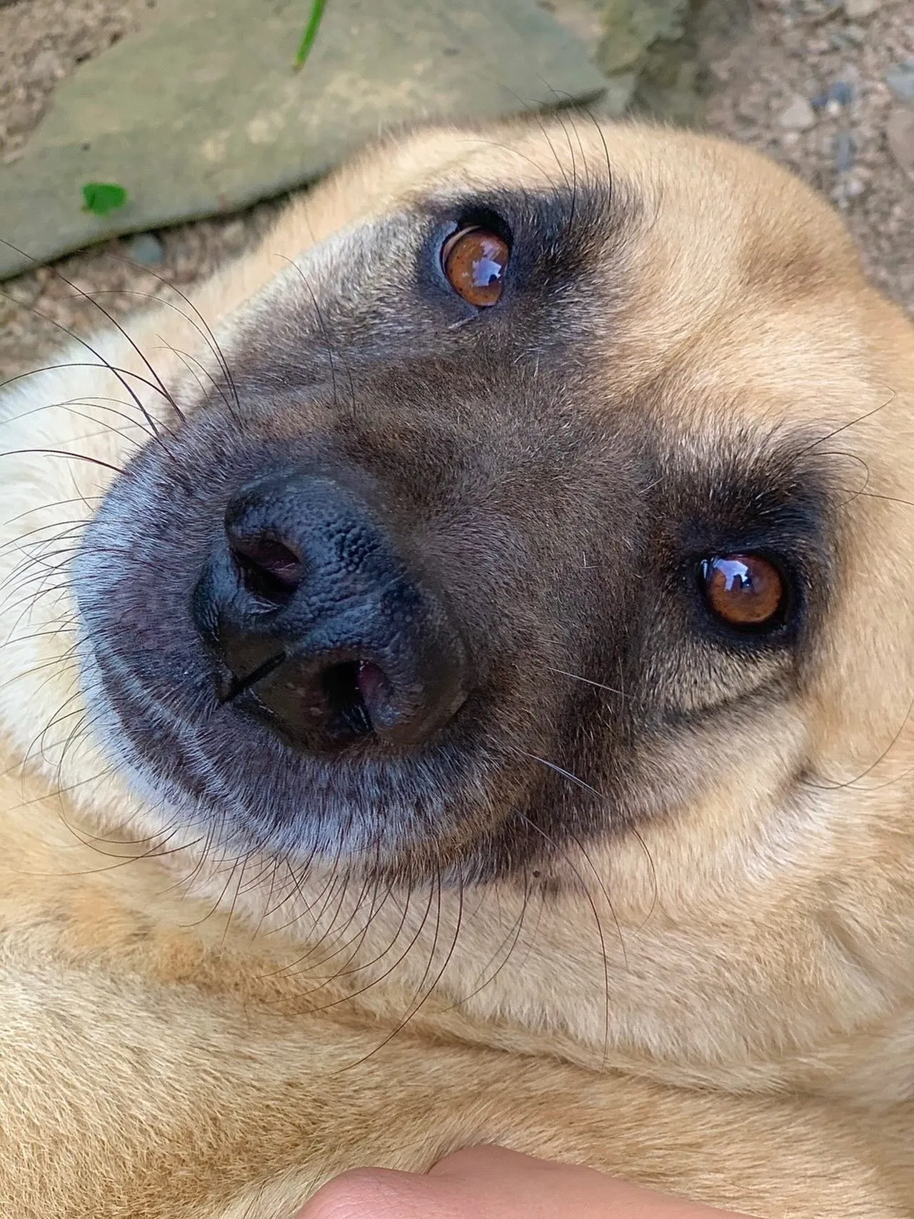 🐾【小竹町｜保護犬 ふぁん太くん（16歳）のお見送り】🌸
