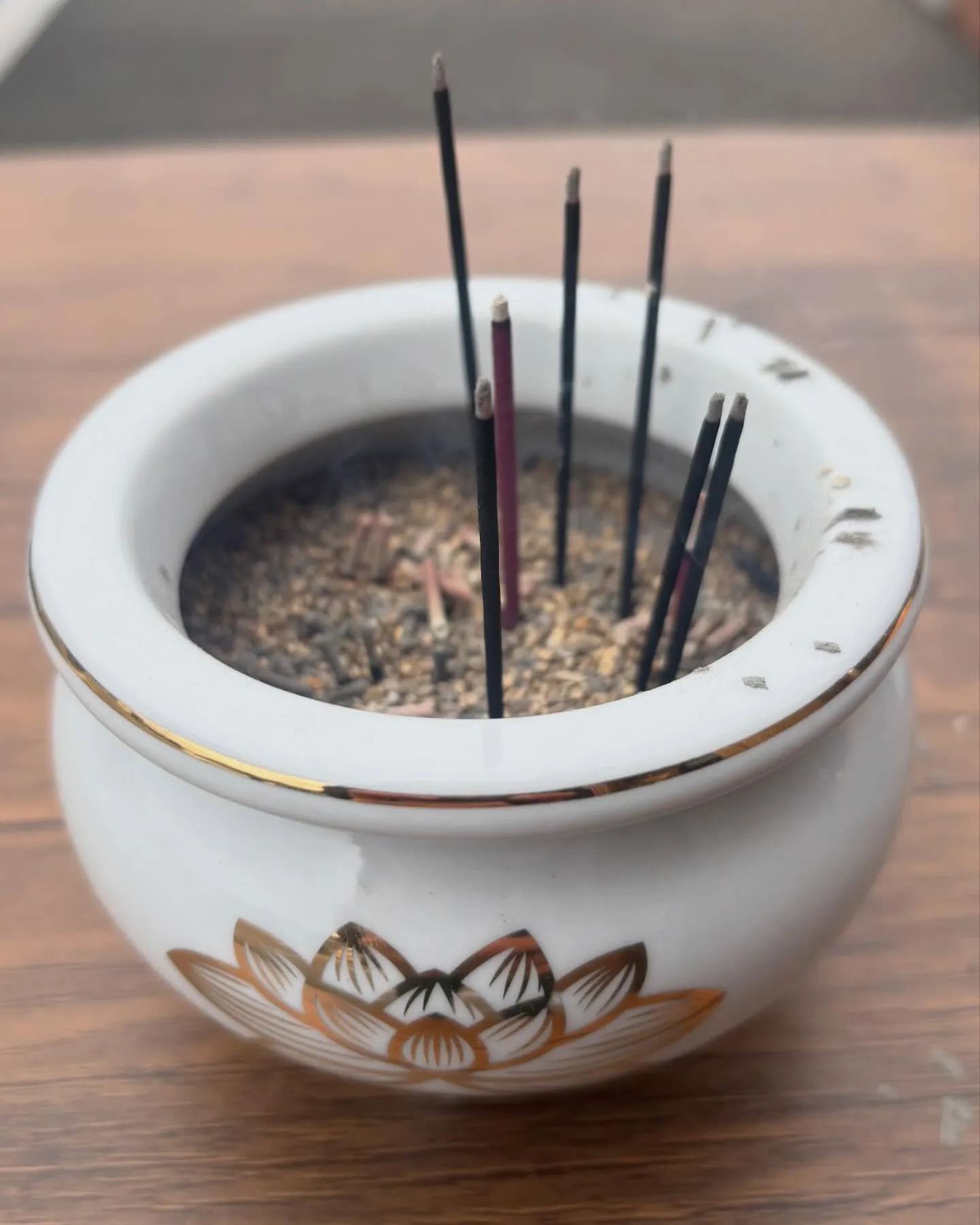 🐰【行橋市｜うさぎのバビーちゃん（9歳）のお見送り】🌸