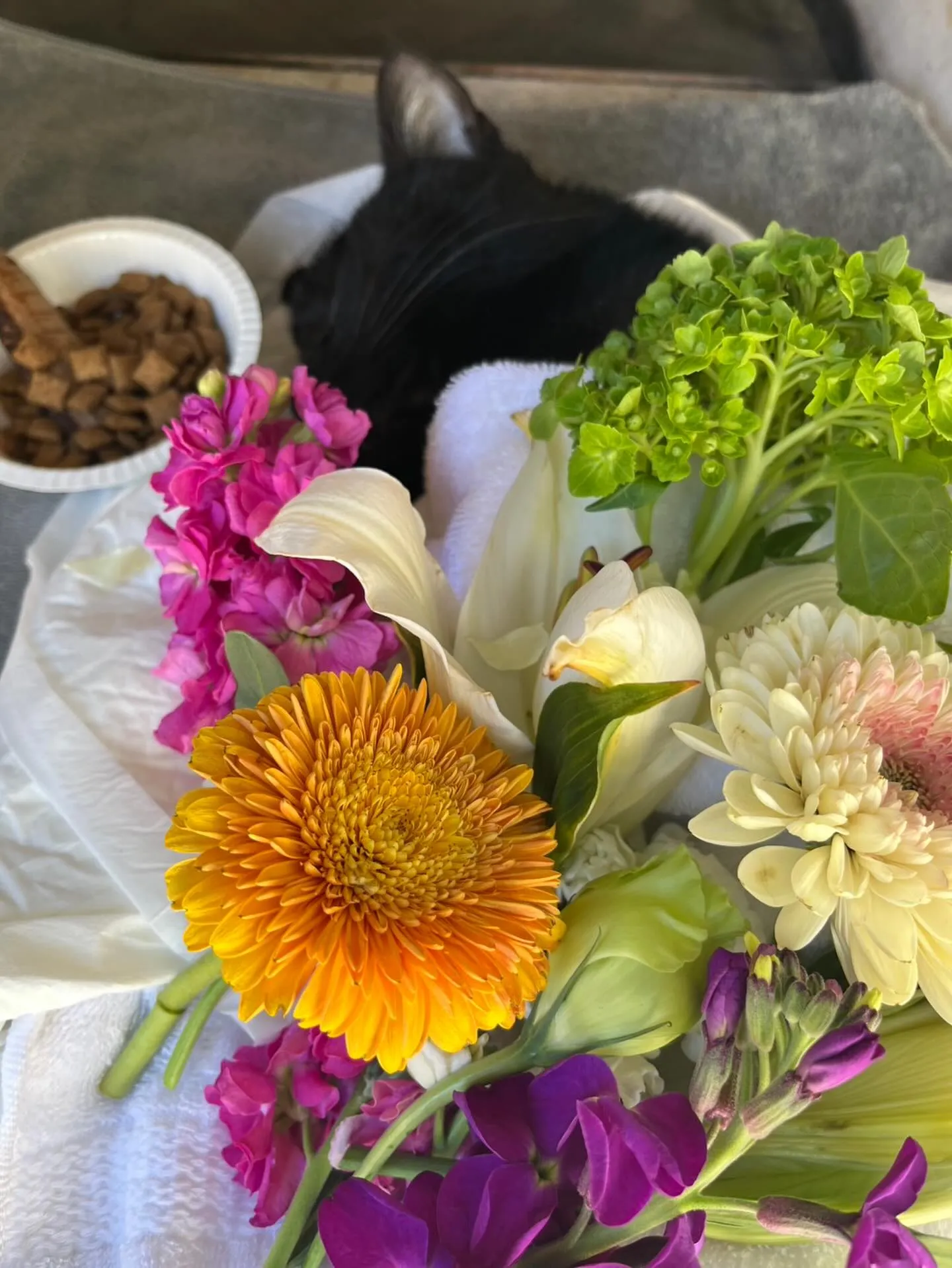 🐾【飯塚市｜保護猫ひかりくんのお見送り】🌸