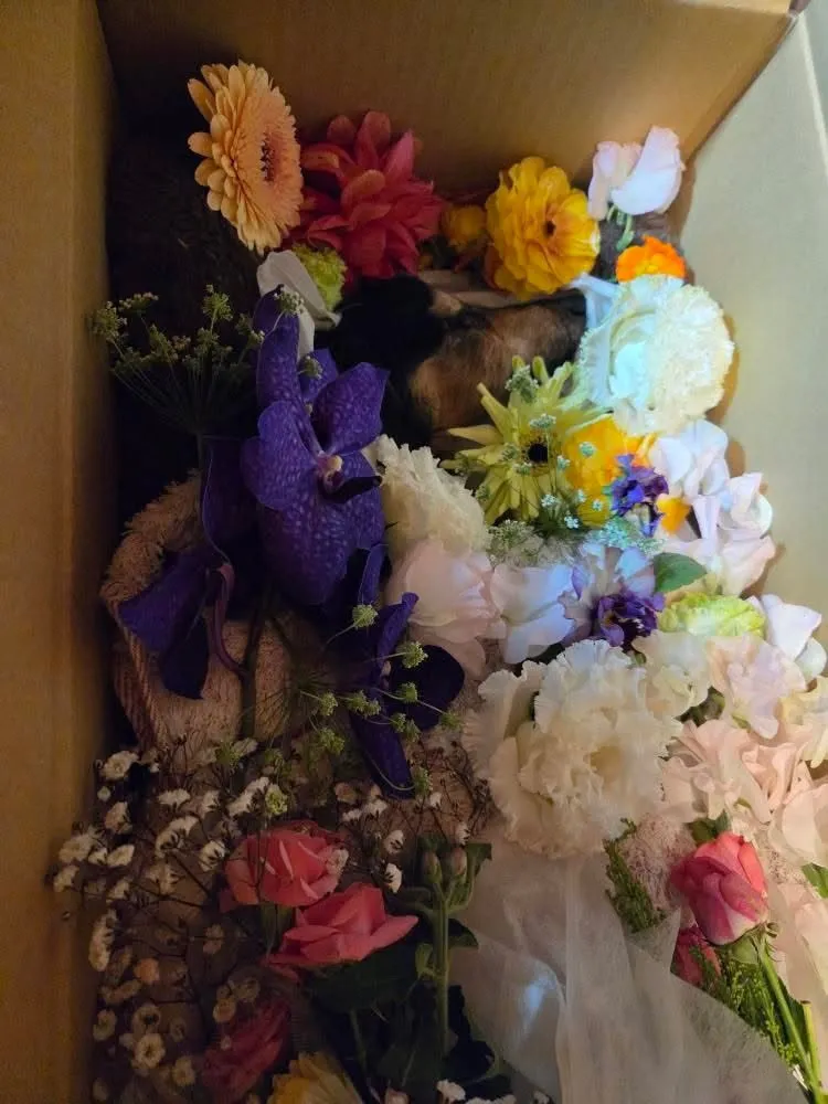 糸田町のきなこちゃん①