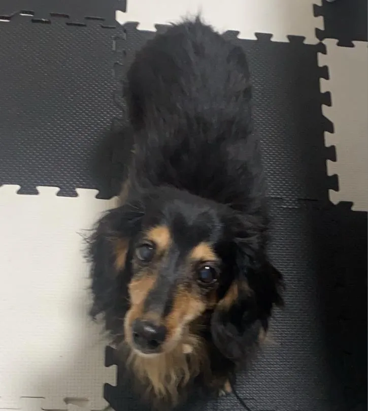 糸田町のきなこちゃん②