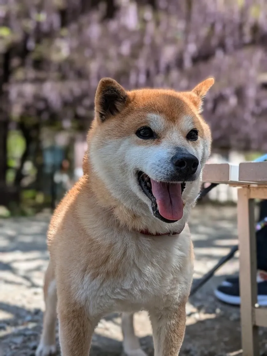 嘉麻市のきらりちゃん②