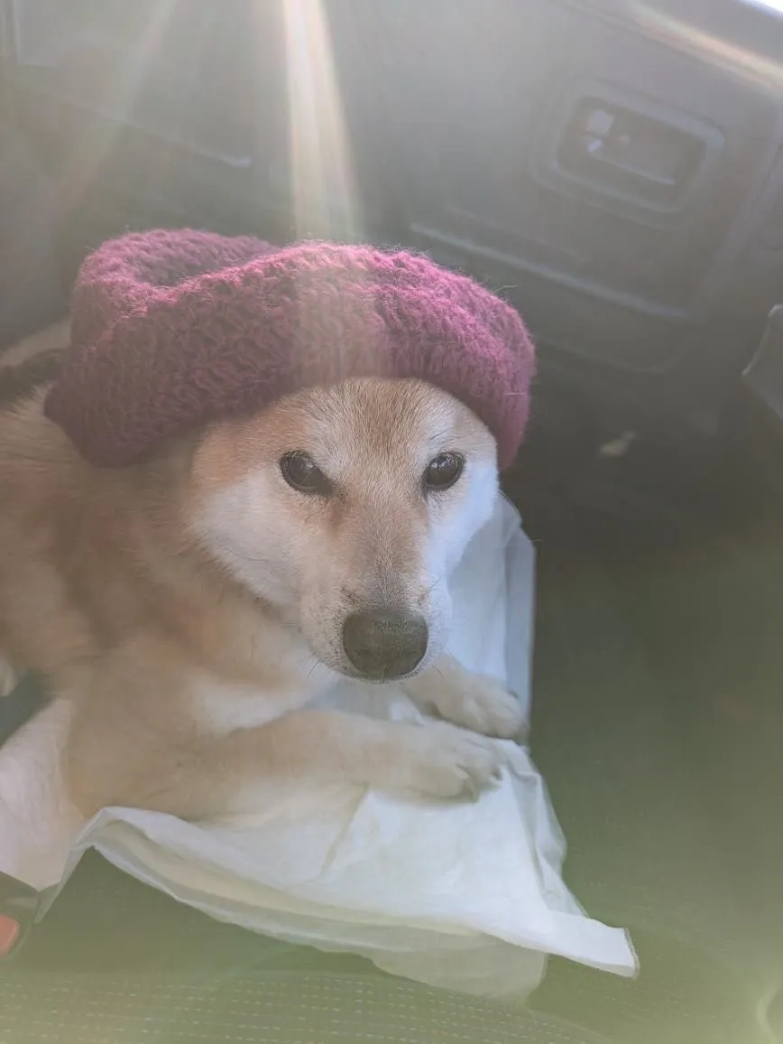 行橋市･豊前市･苅田町でペット火葬をお探しの方へ｜京築エリア全域、24時間･迅速に駆けつけます