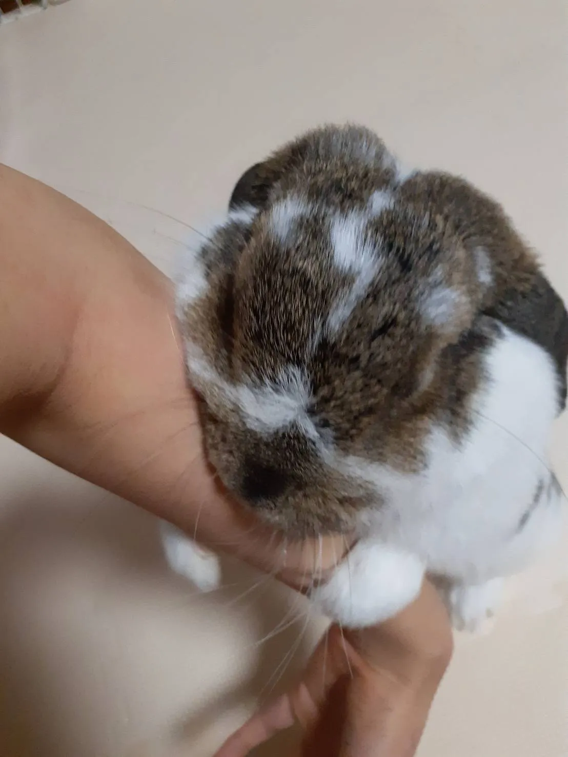 福智町のぽぽちゃん③