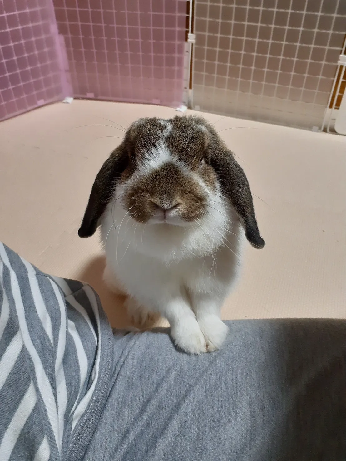 福智町のぽぽちゃん①