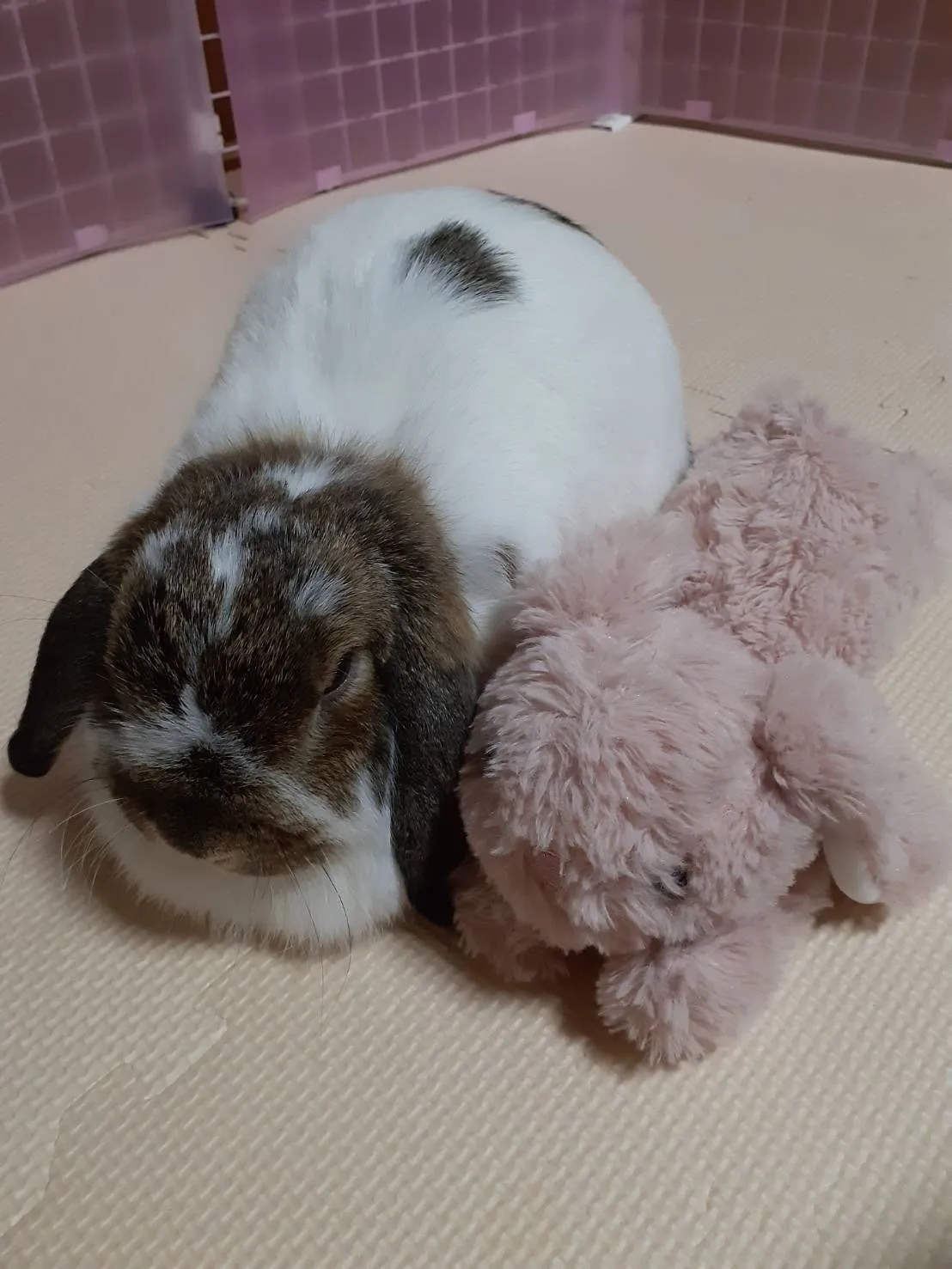 福智町のぽぽちゃん②