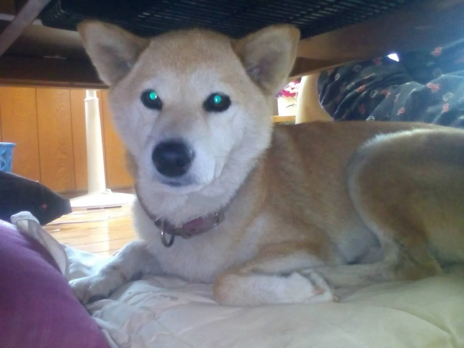 宮若市のことねちゃん②