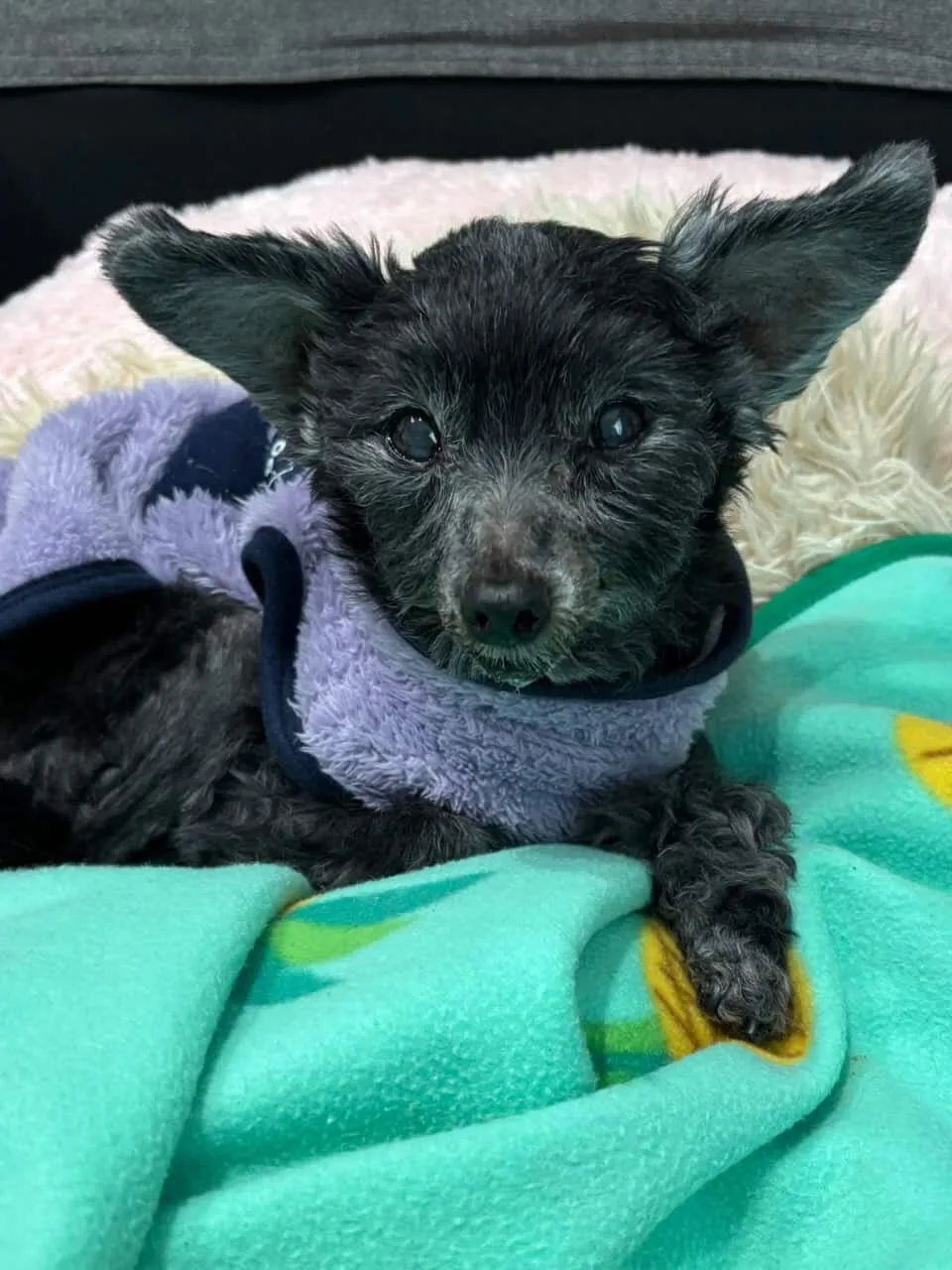 福智町のプリンちゃん②