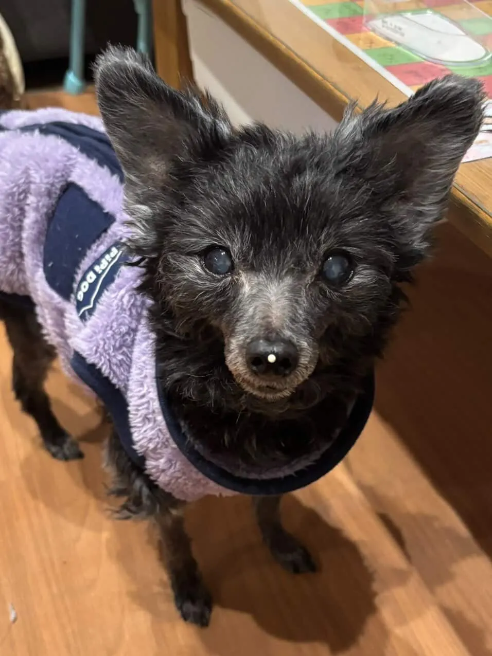 福智町のプリンちゃん①