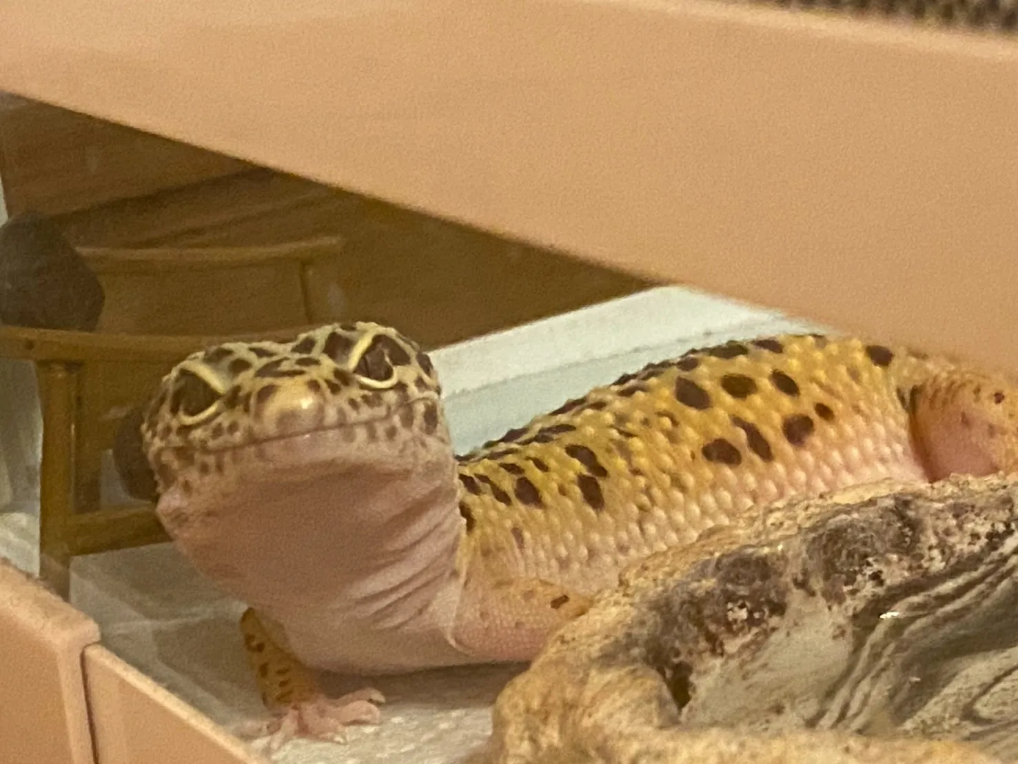 トカゲのペット火葬・小動物の個別火葬|24時間受付で安心のお寺が運営するペット火葬相談