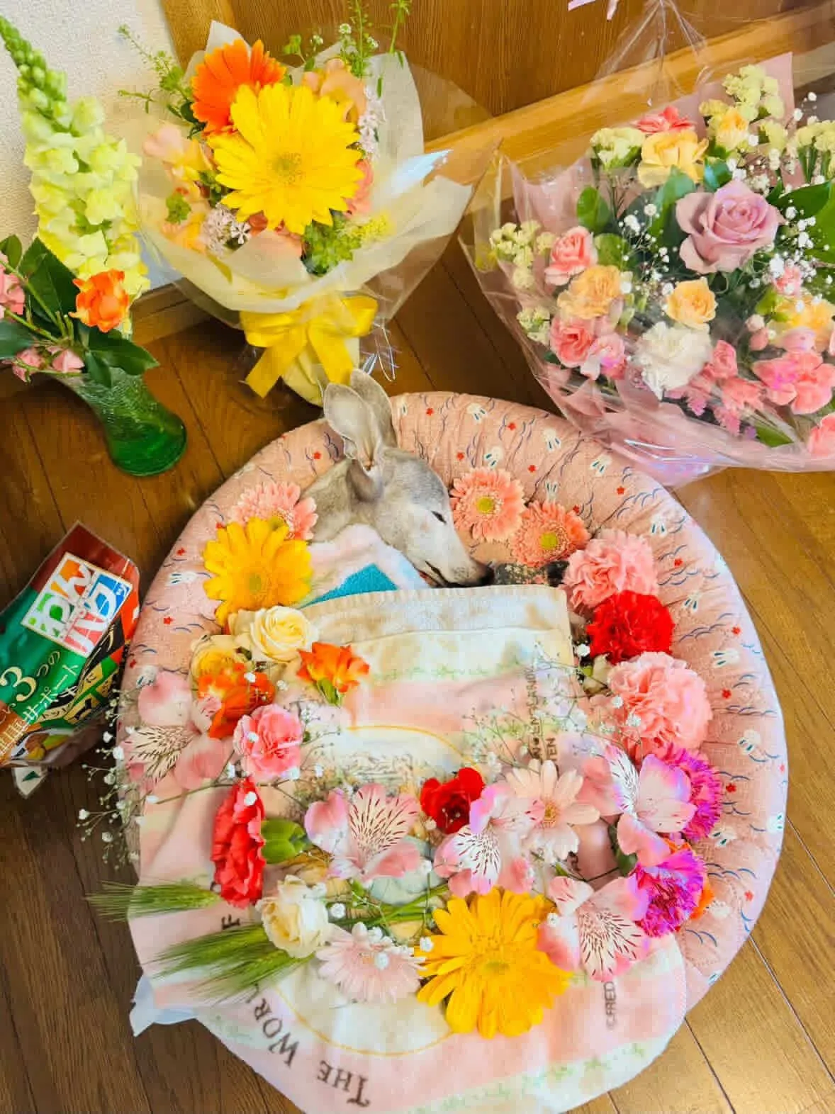 行橋市のエルサちゃん③