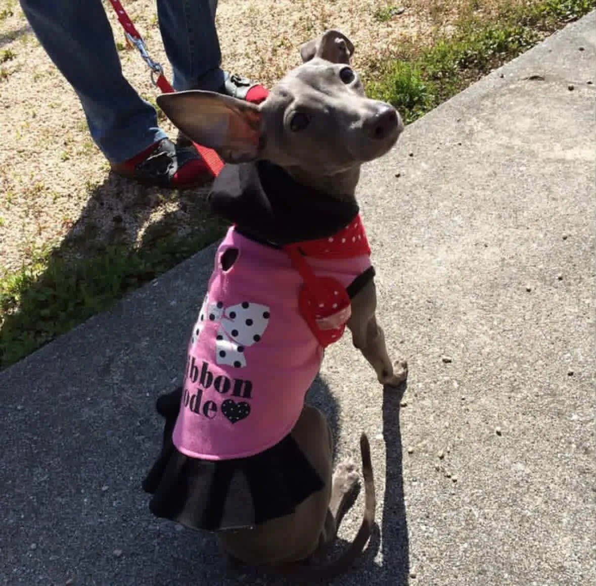 行橋市のエルサちゃん②