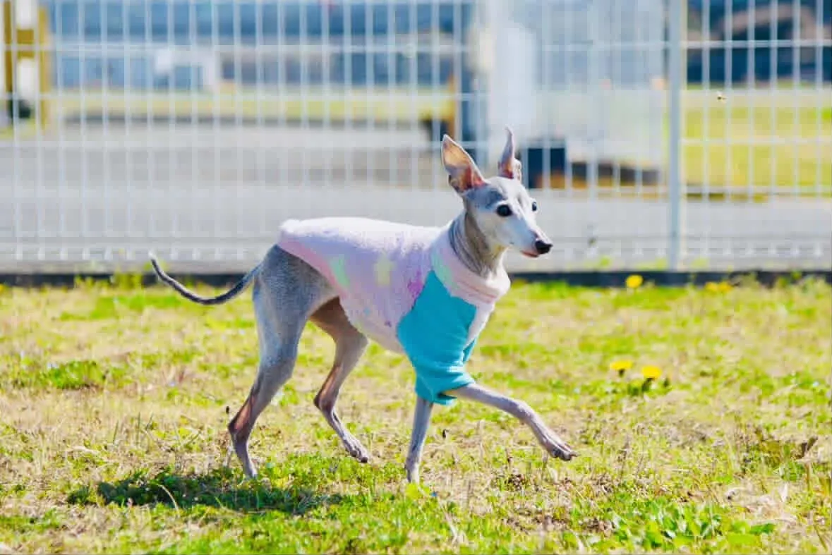 行橋市のエルサちゃん①