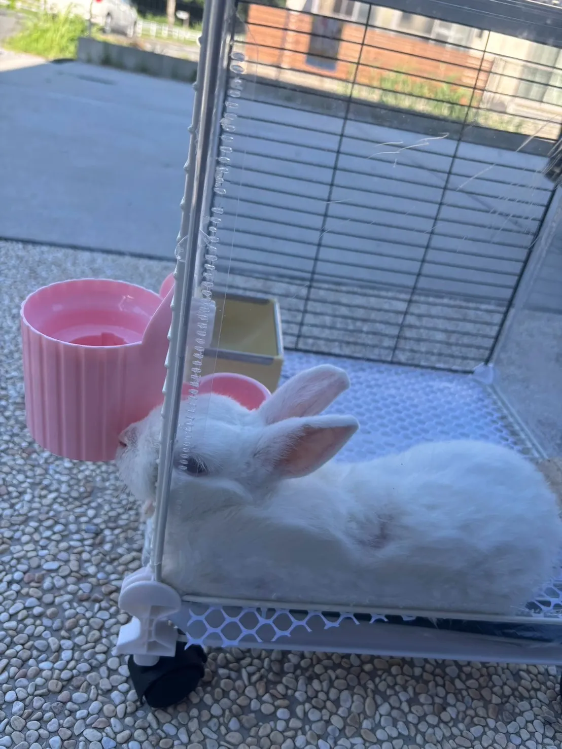 飯塚市の大福ちゃん③