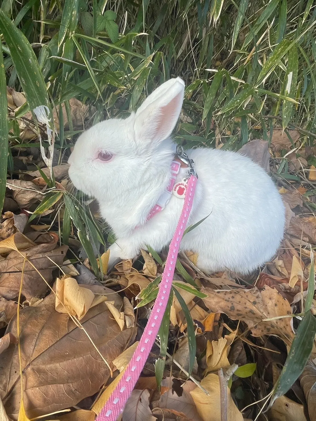 飯塚市の大福ちゃん②