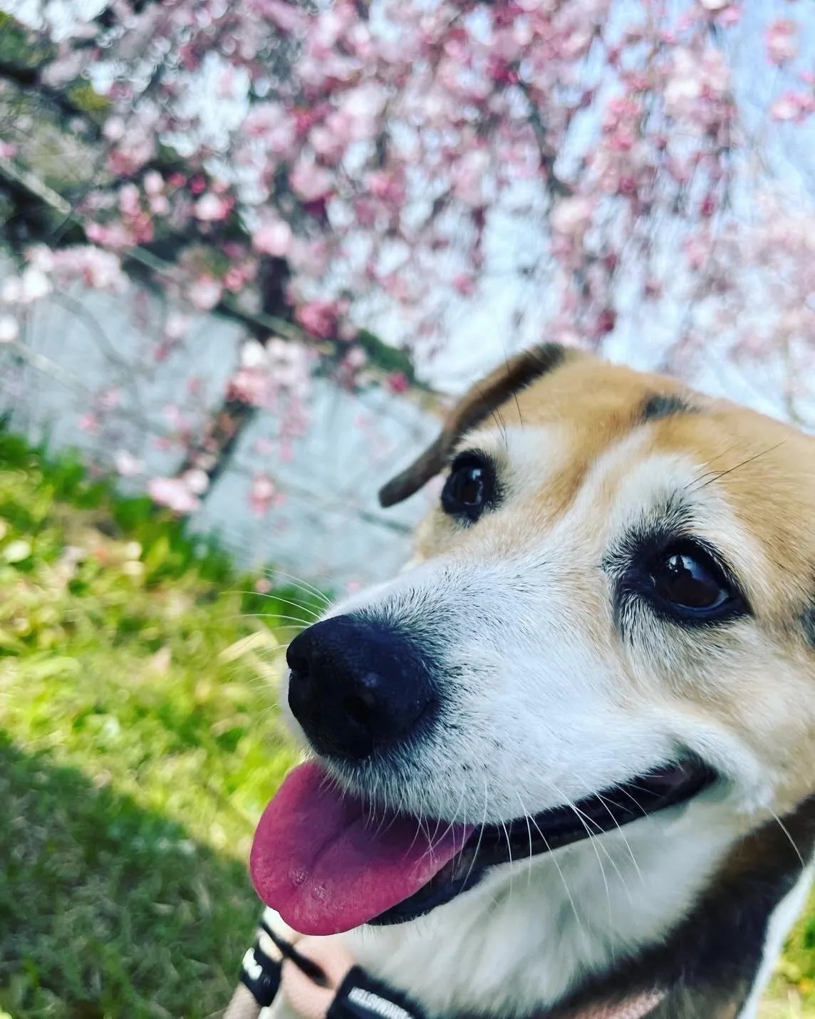 🐾【小竹町｜ミックス犬のアキコちゃんのお見送り】🌸