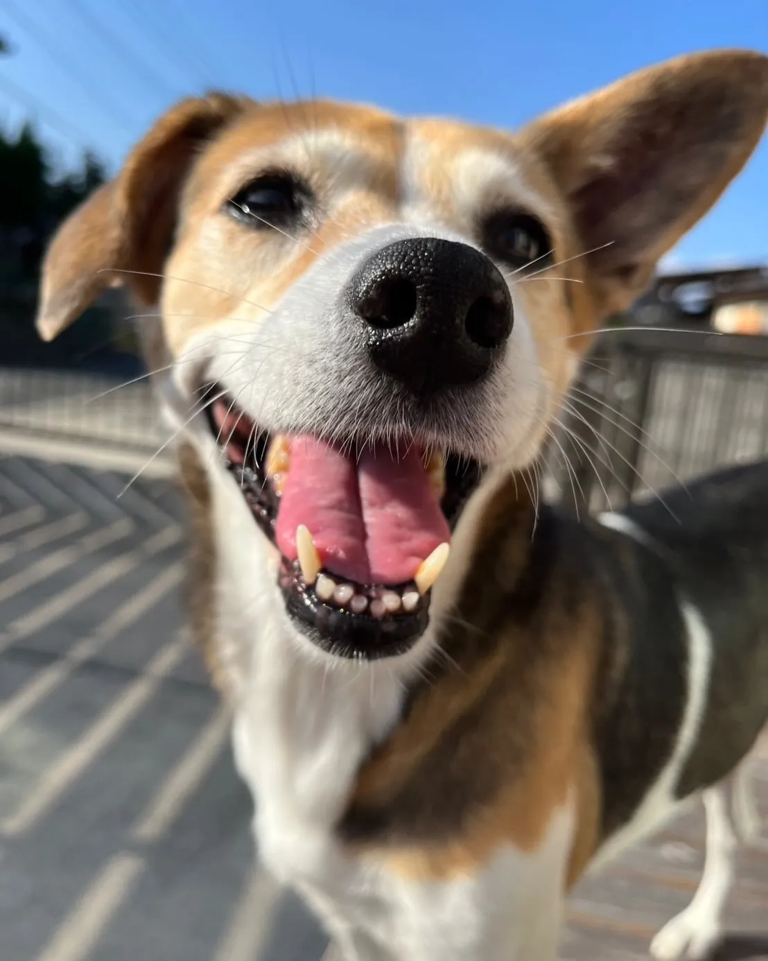 🐾【小竹町｜ミックス犬のアキコちゃんのお見送り】🌸