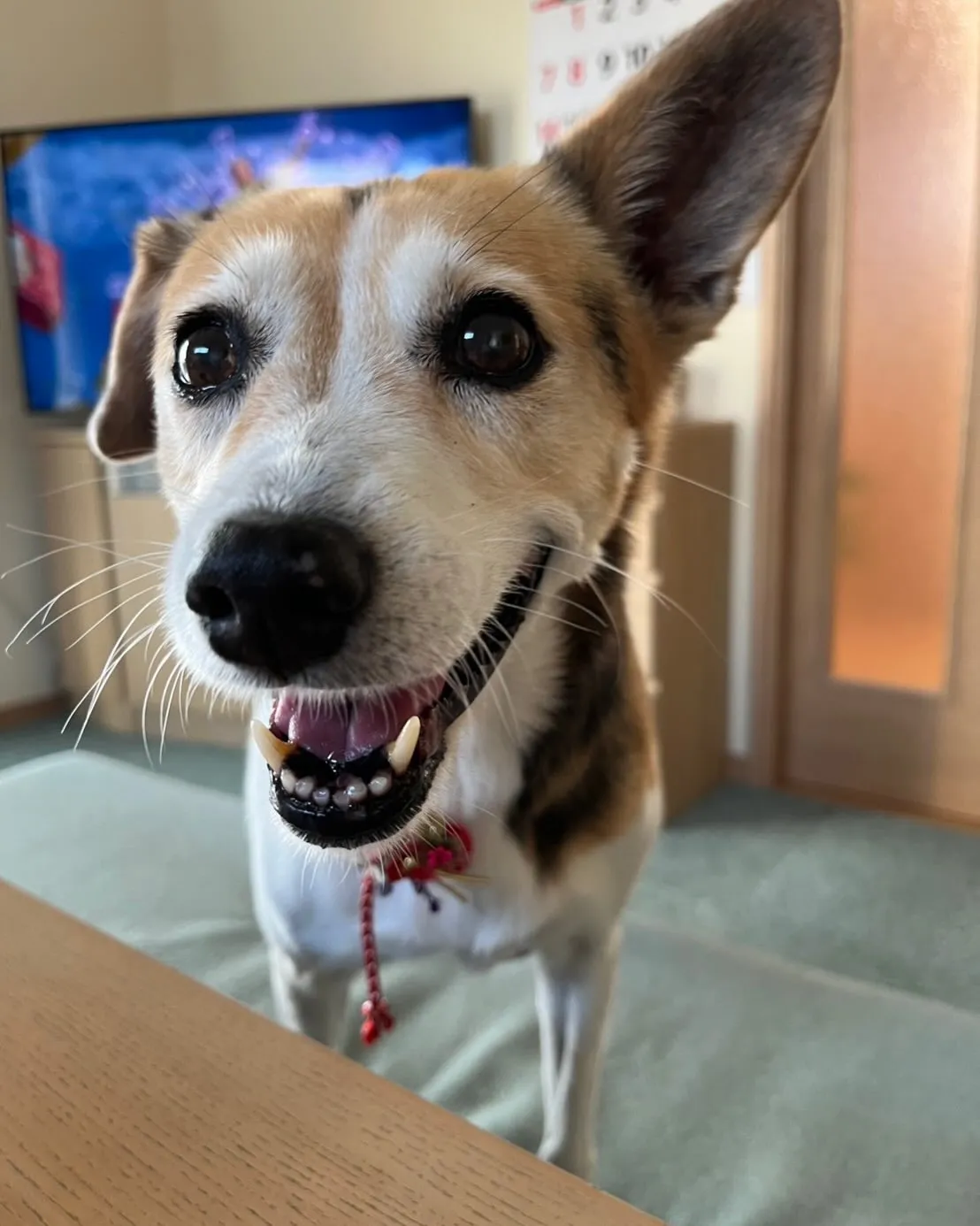 🐾【小竹町｜ミックス犬のアキコちゃんのお見送り】🌸