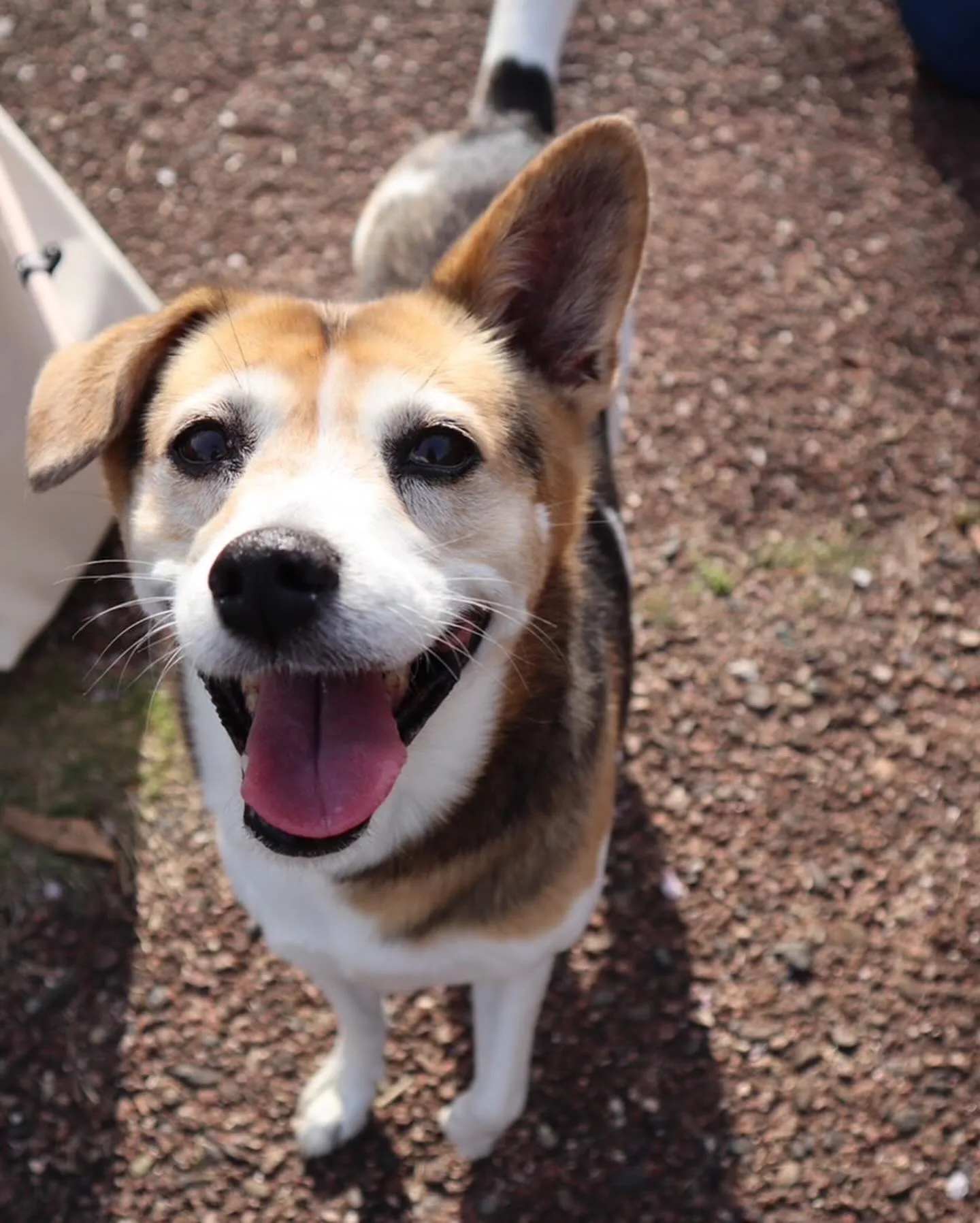 🐾【小竹町｜ミックス犬のアキコちゃんのお見送り】🌸