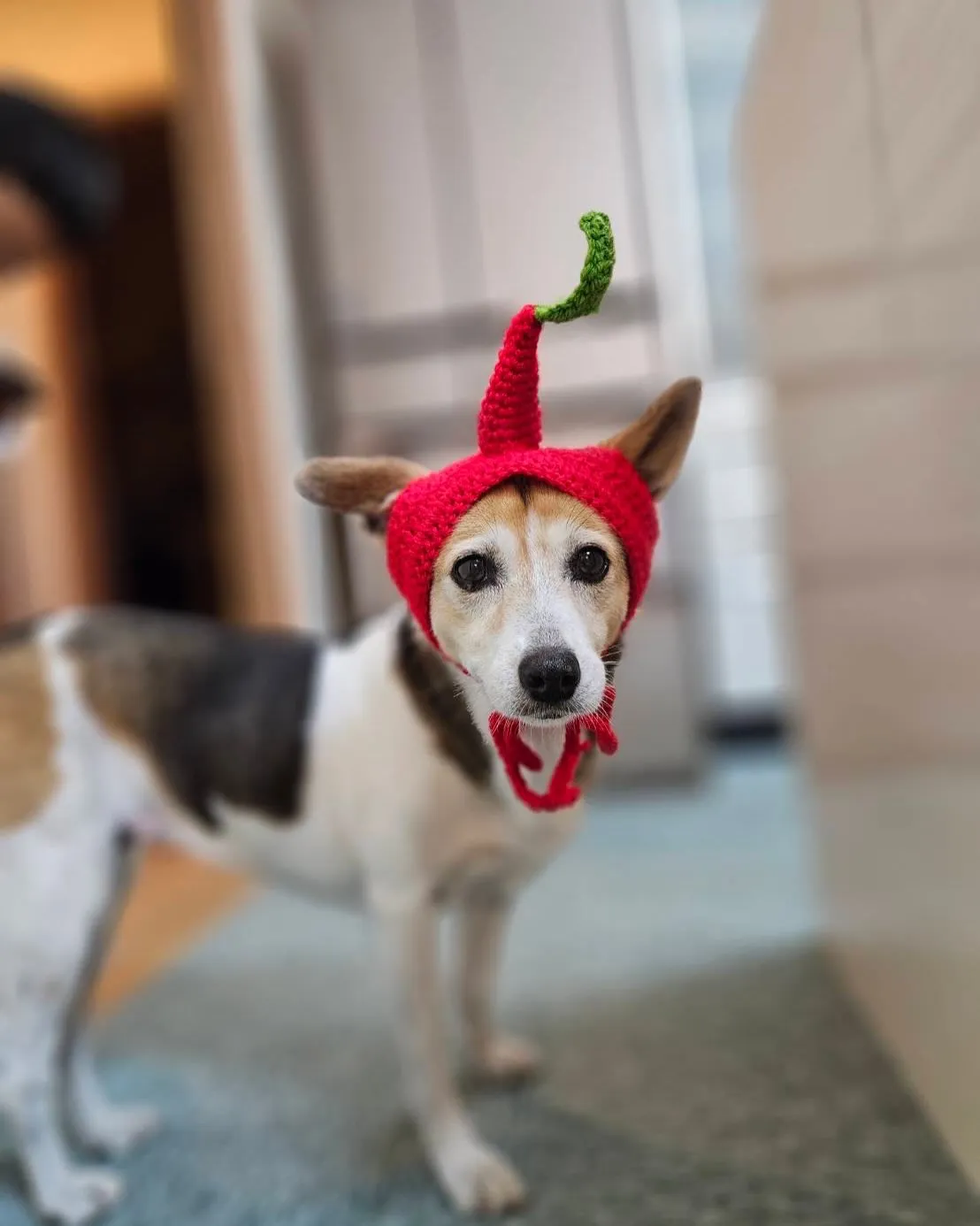 🐾【小竹町｜ミックス犬のアキコちゃんのお見送り】🌸