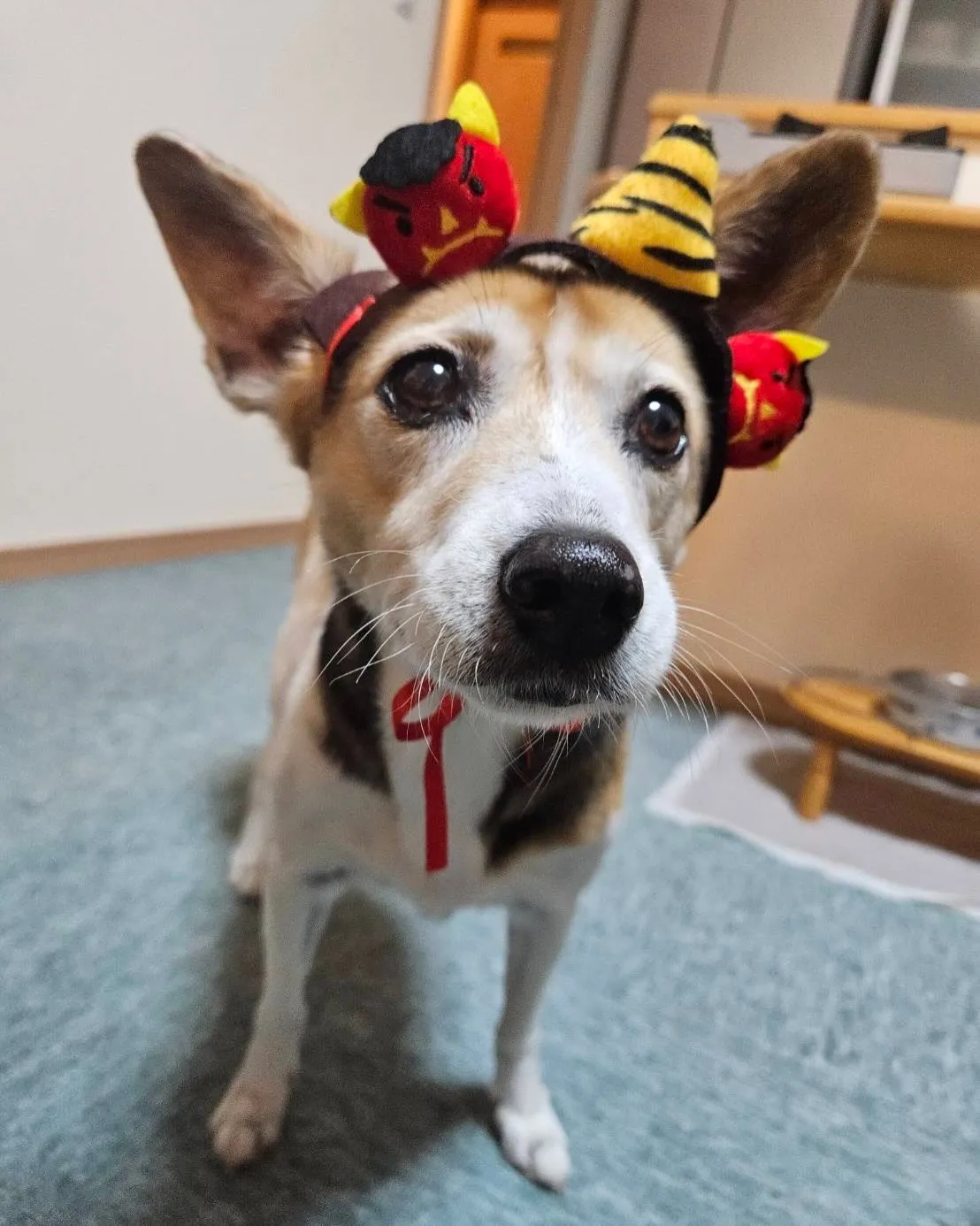 🐾【小竹町｜ミックス犬のアキコちゃんのお見送り】🌸