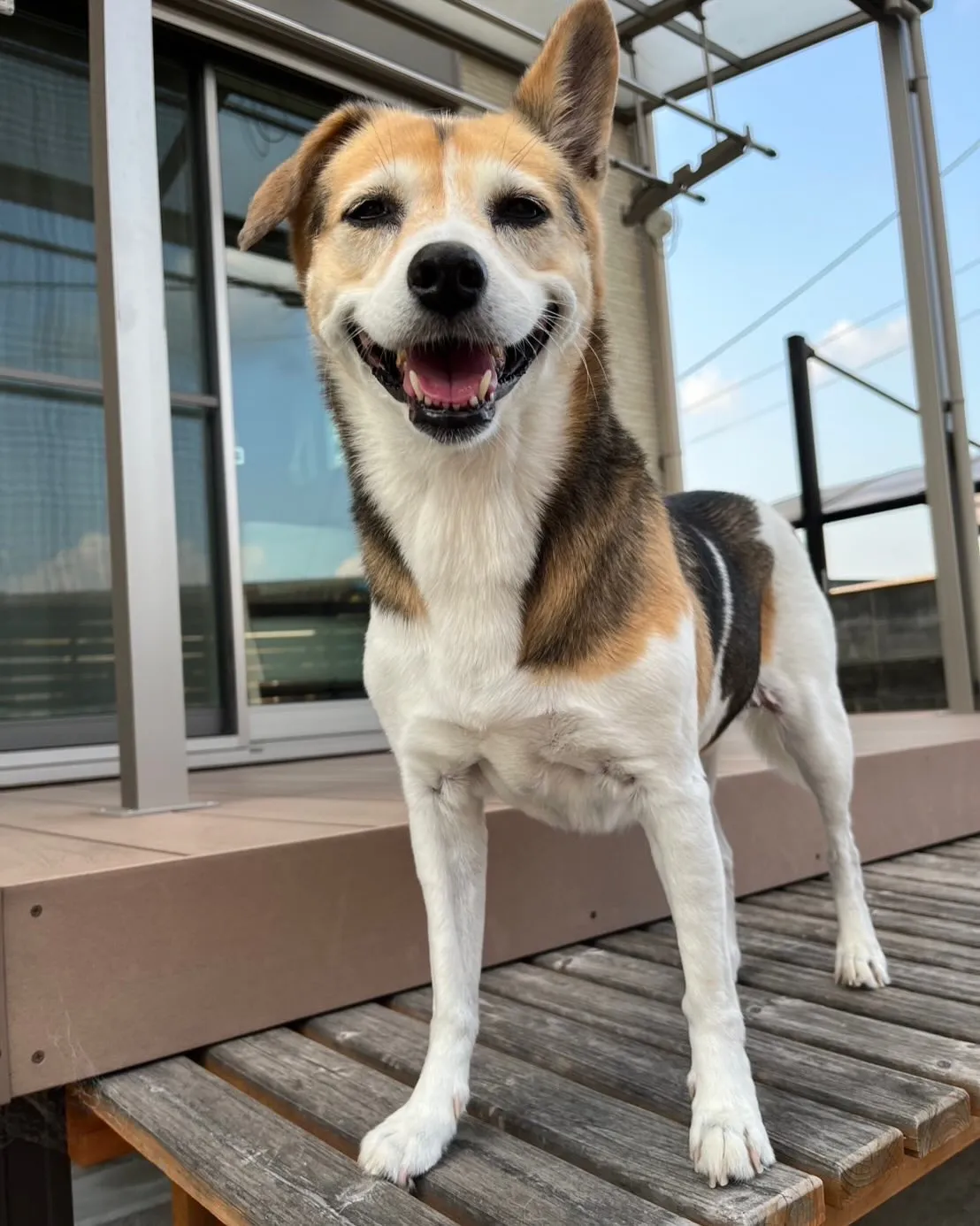 🐾【小竹町｜ミックス犬のアキコちゃんのお見送り】🌸