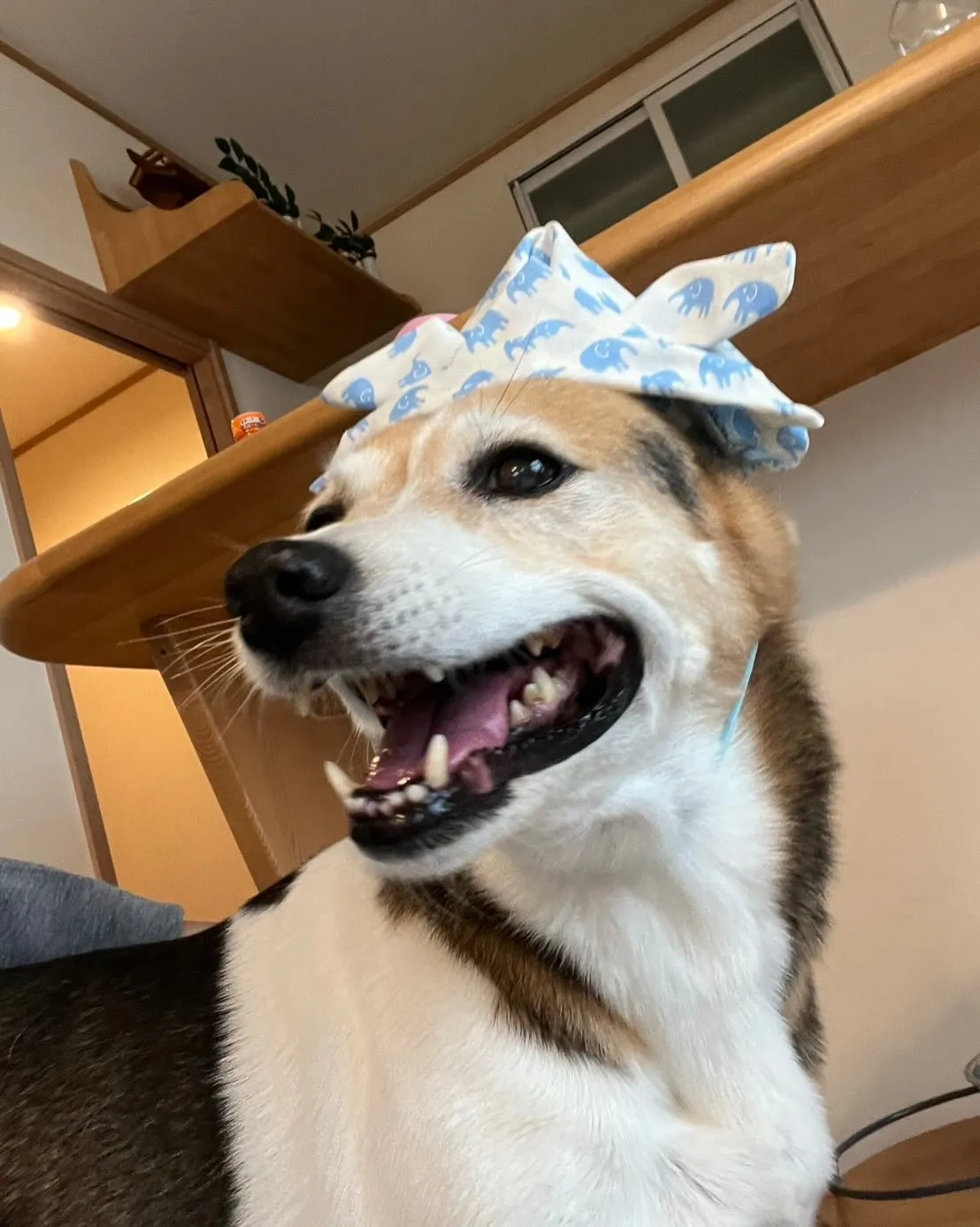 🐾【小竹町｜ミックス犬のアキコちゃんのお見送り】🌸