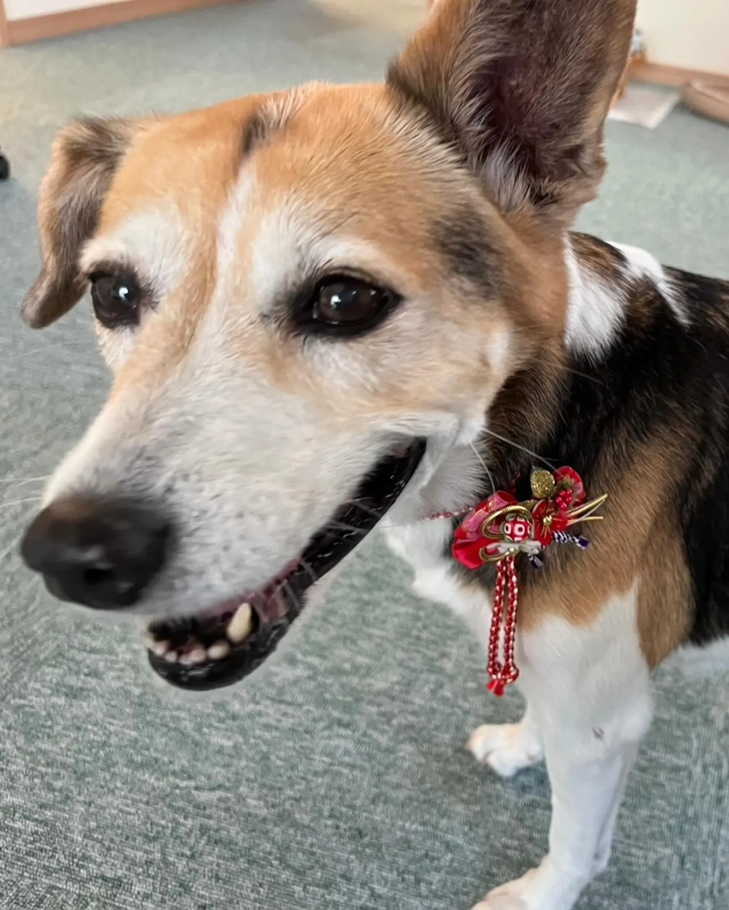 🐾【小竹町｜ミックス犬のアキコちゃんのお見送り】🌸