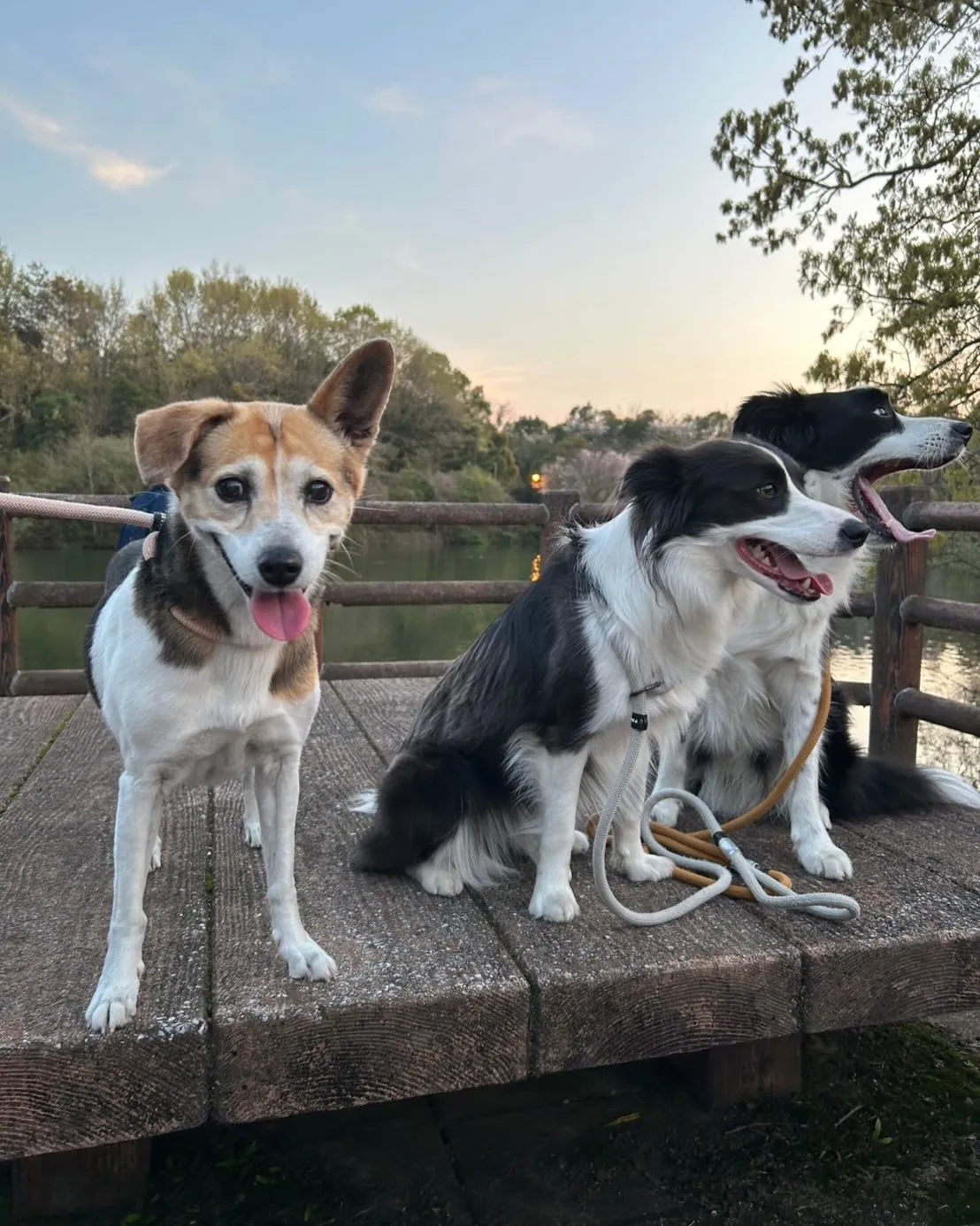 🐾【小竹町｜ミックス犬のアキコちゃんのお見送り】🌸