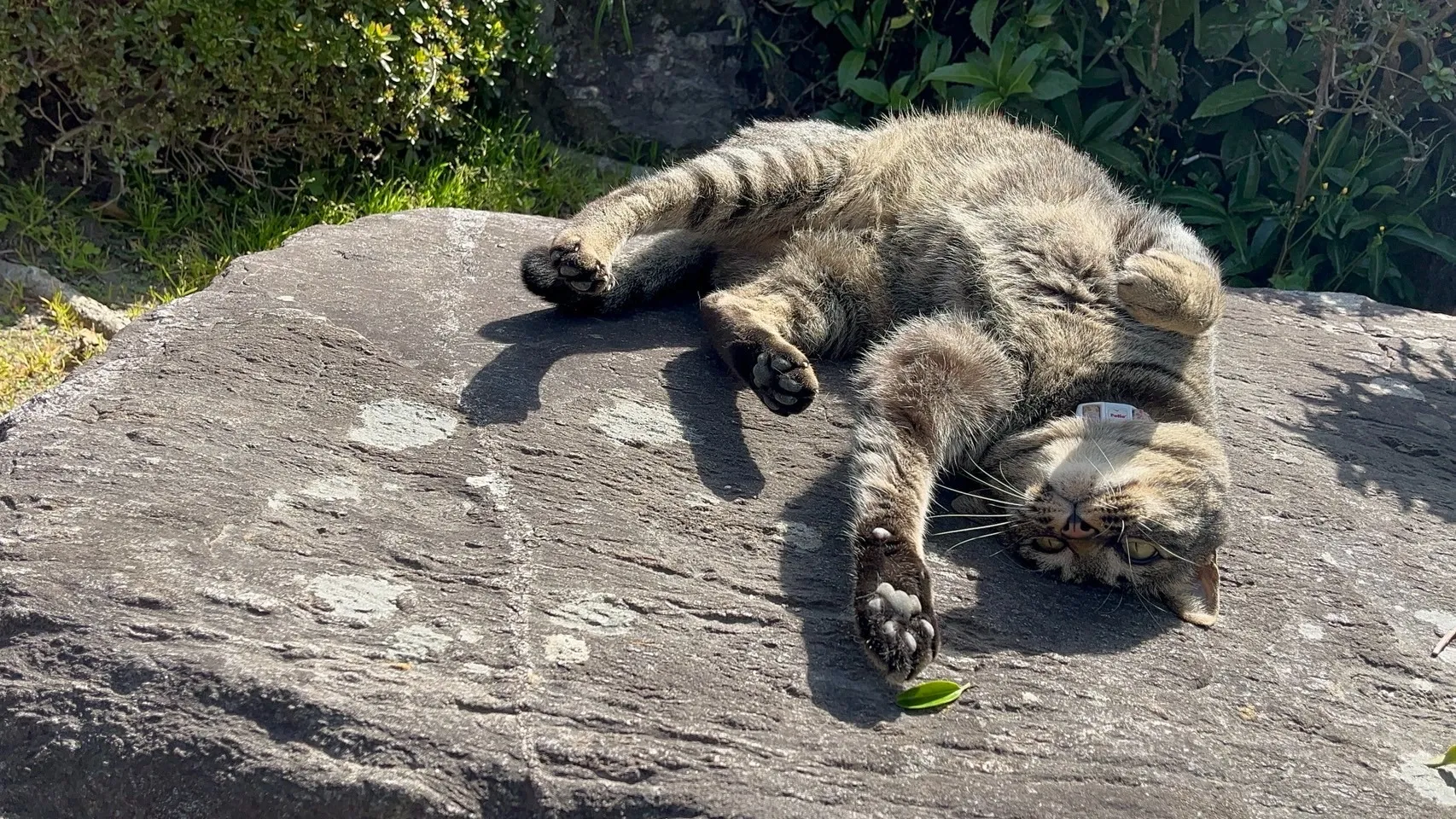 ゴールデンウィーク中のペット火葬はどうする？飯塚市･直方市･田川市など筑豊に対応するＧＷの体制
