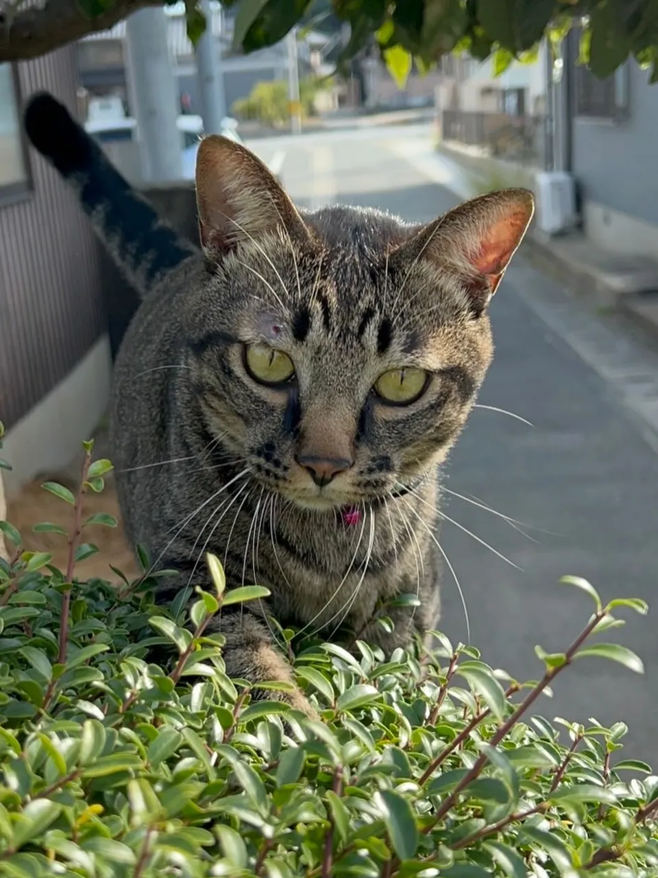 🐾【苅田町｜ミックス猫のばぶちゃんのお見送り】🌸