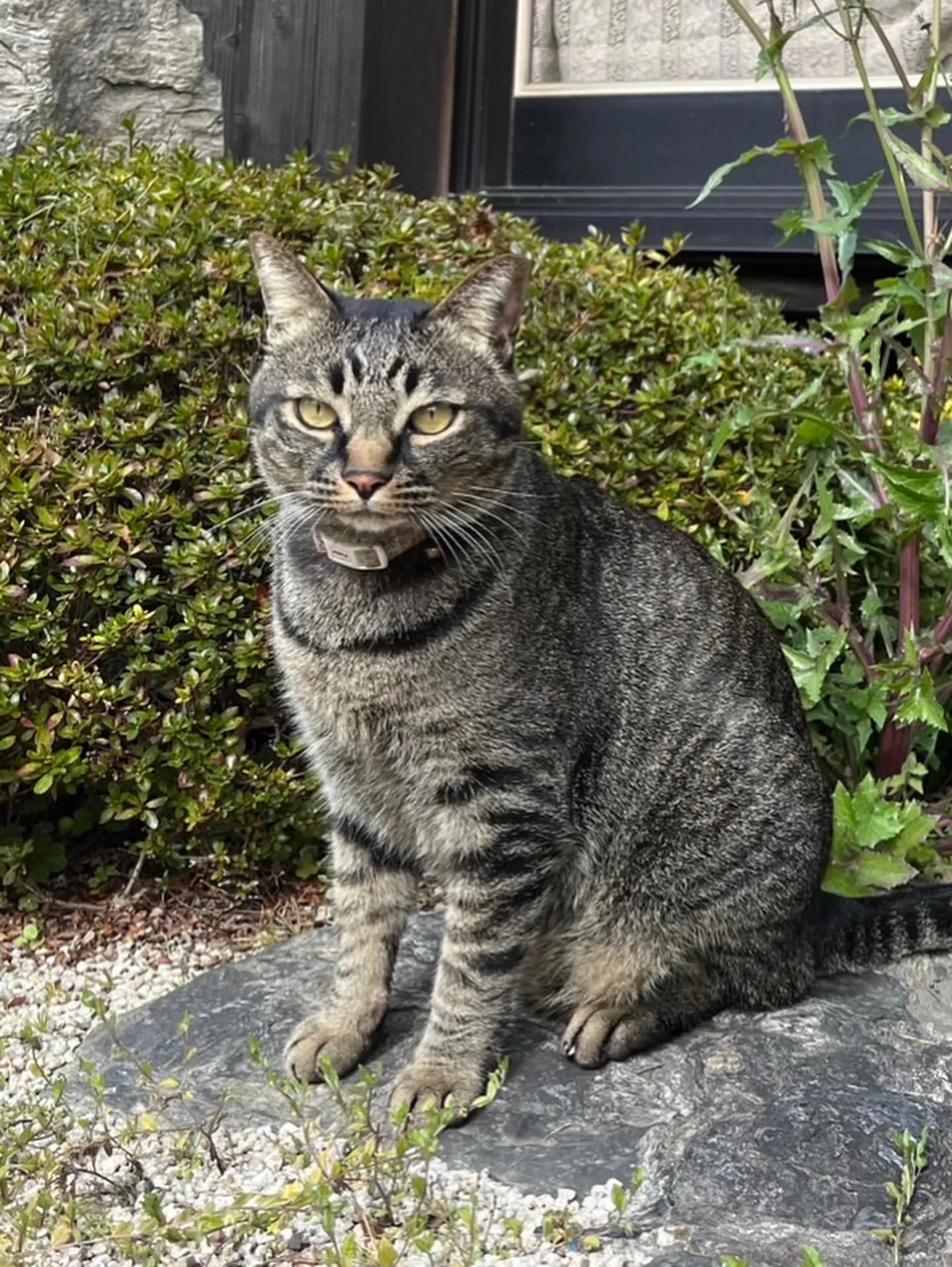 🐾【苅田町｜ミックス猫のばぶちゃんのお見送り】🌸