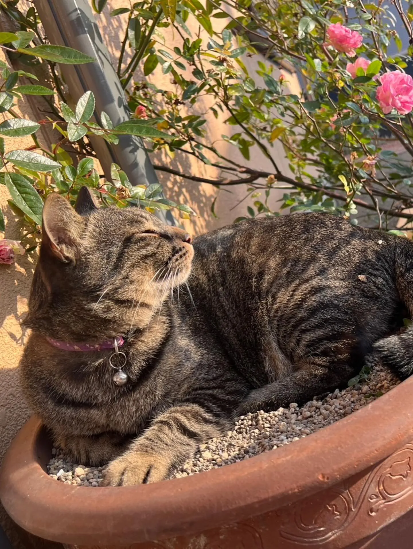 🐾【苅田町｜ミックス猫のばぶちゃんのお見送り】🌸