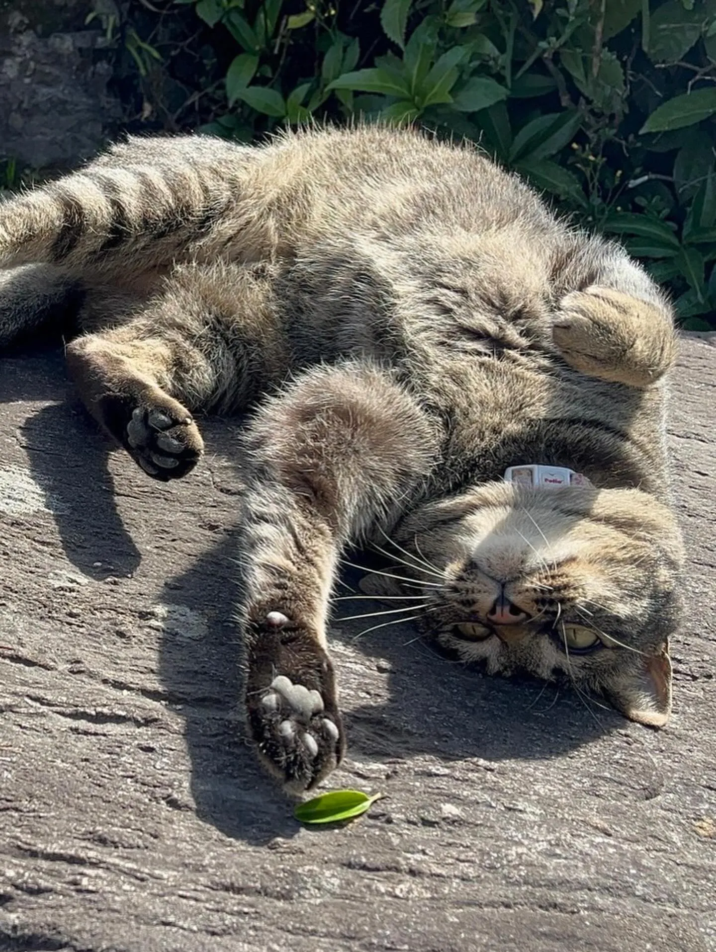 🐾【苅田町｜ミックス猫のばぶちゃんのお見送り】🌸