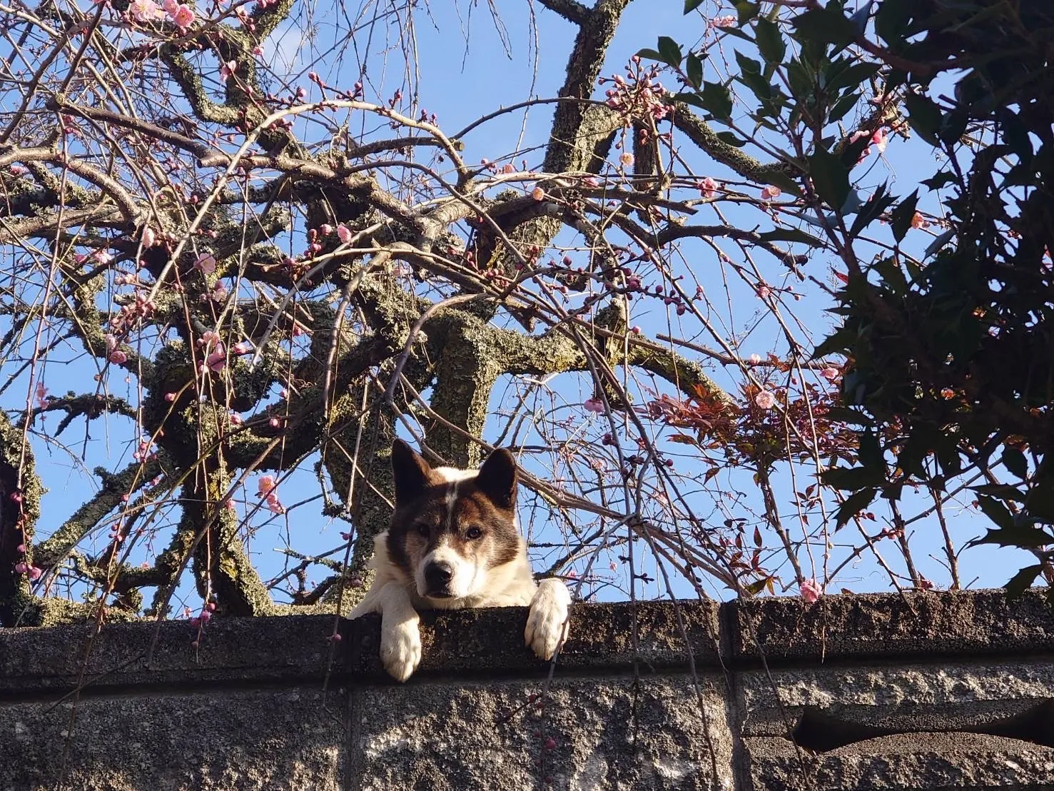 宮若市のハッピィくん②