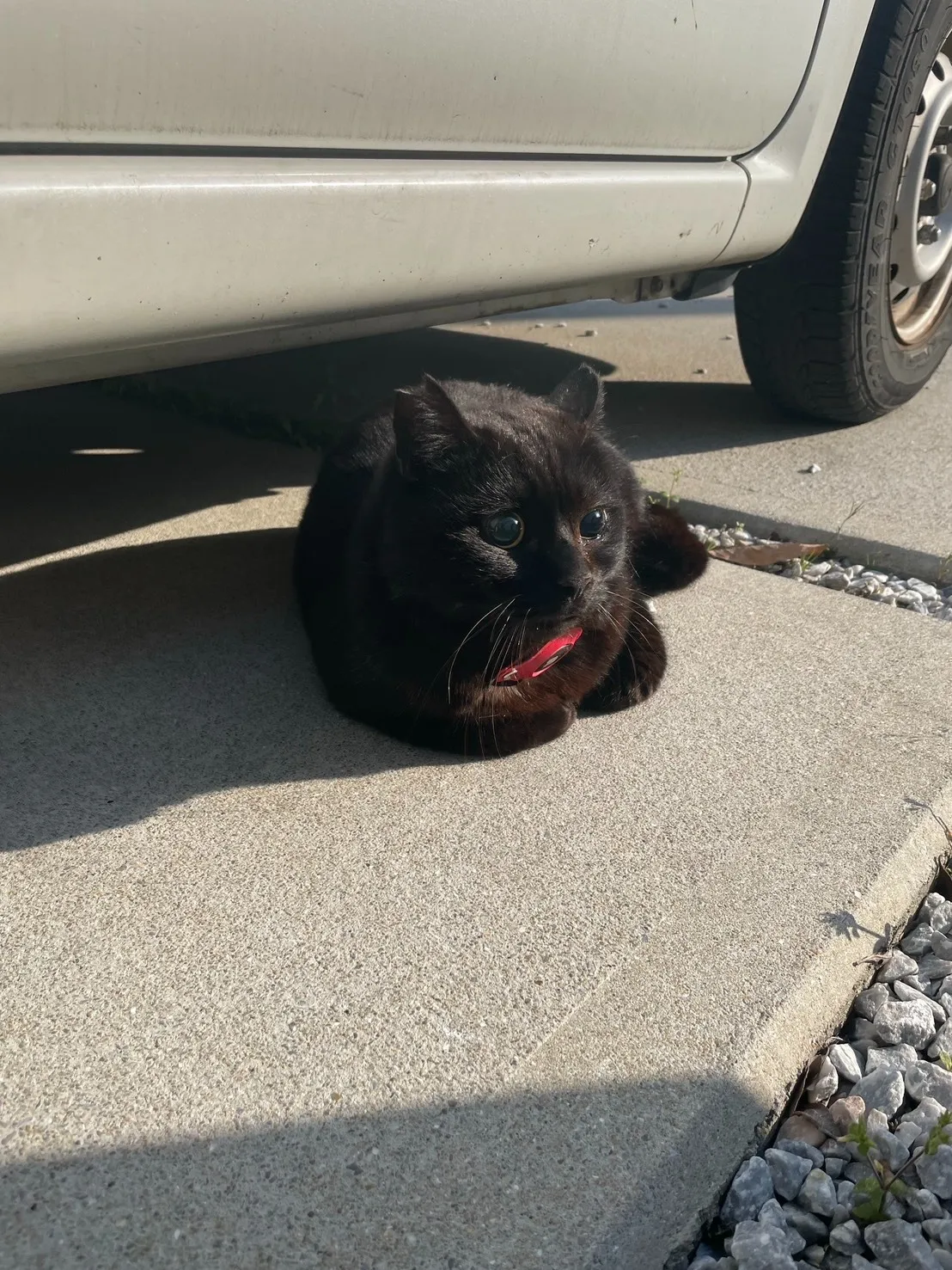 行橋市のどんちゃん②