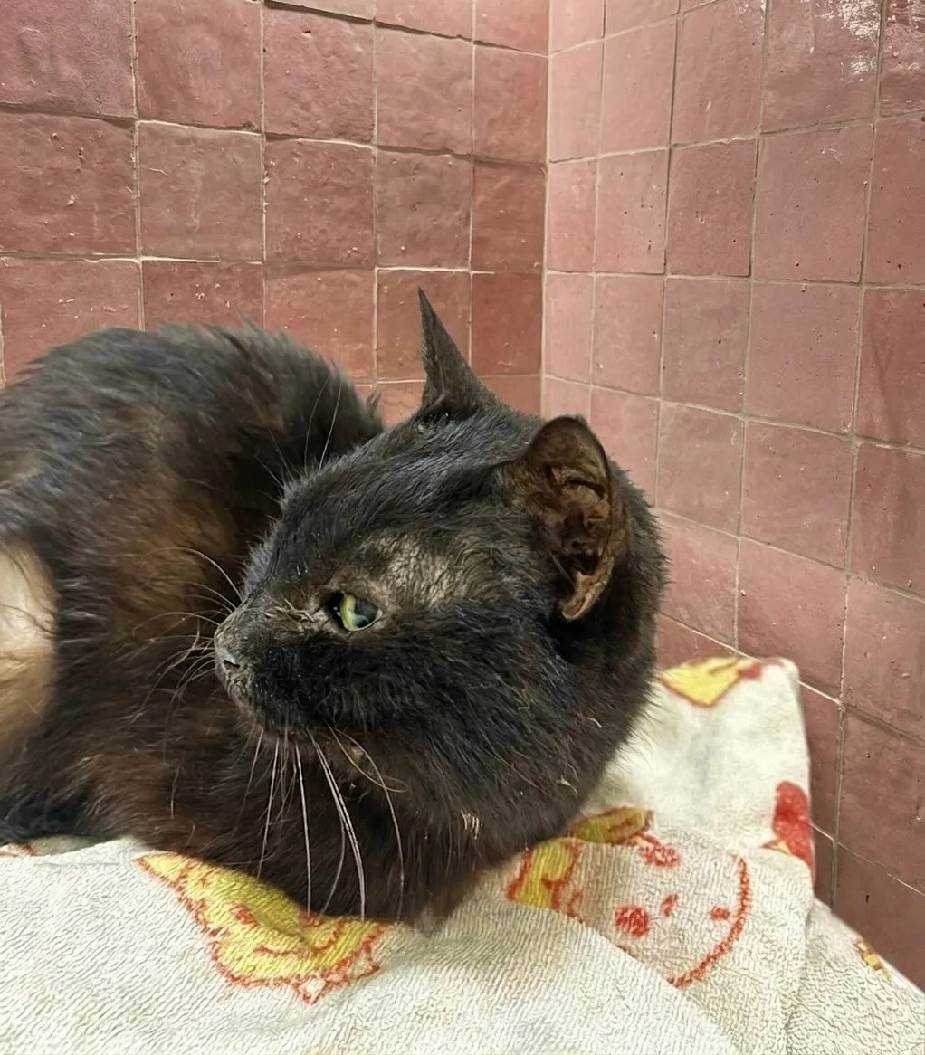 🐾【直方市｜ミックス猫のレオちゃんのお見送り】🌸