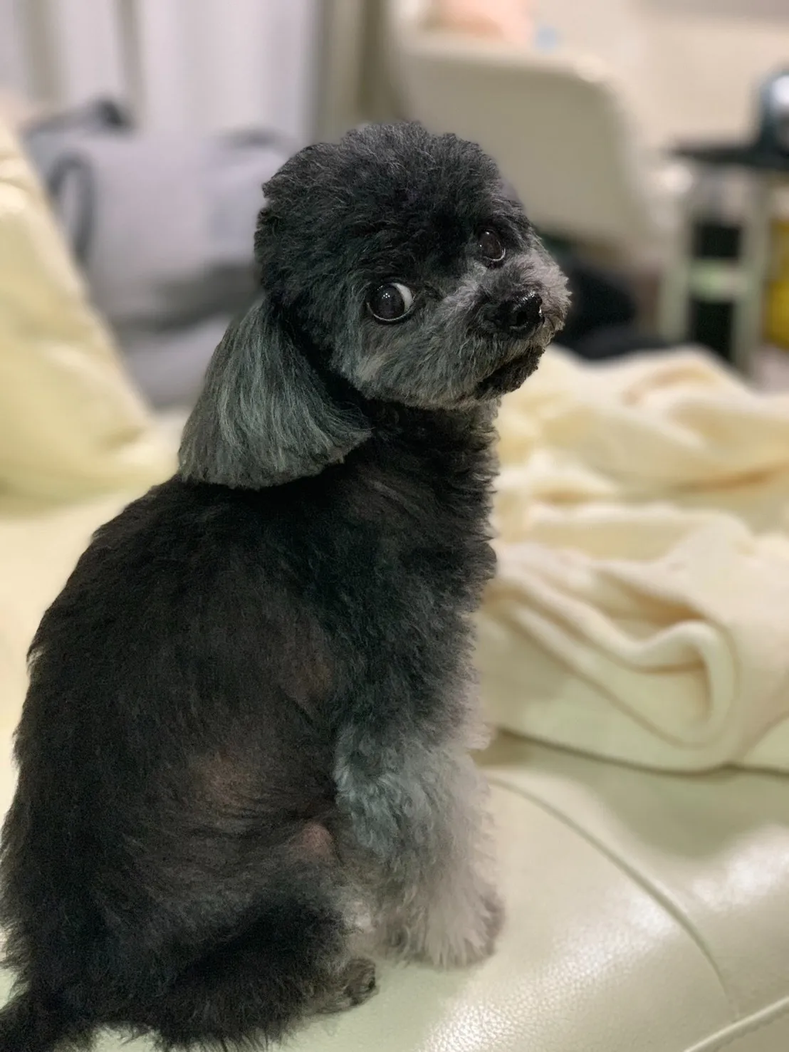田川市のピノちゃん
