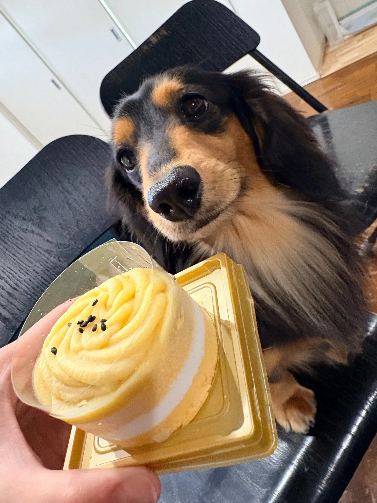 中間市の天次郎くん①